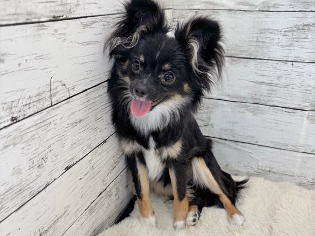 新潟県のポメチワ/チワポメ/ポメチー(ポメラニアン×チワワ) (かねだいペットトライアル魚沼/2025年6月29日生まれ/女の子/ブラックタンホワイト)の子犬の4枚目の画像