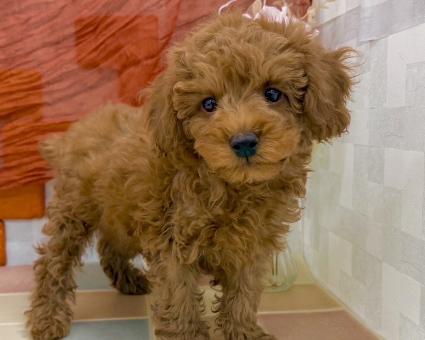 群馬県のトイプードル(トイ) (かねだいペットトライアル前橋/2025年12月20日生まれ/男の子/レッド)の子犬の1枚目の画像