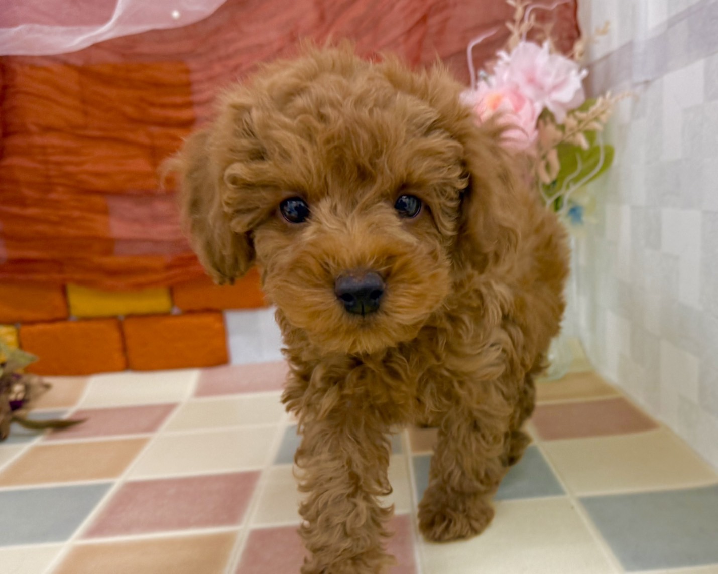 群馬県のトイプードル(トイ) (かねだいペットトライアル前橋/2025年12月20日生まれ/男の子/レッド)の子犬の2枚目の画像