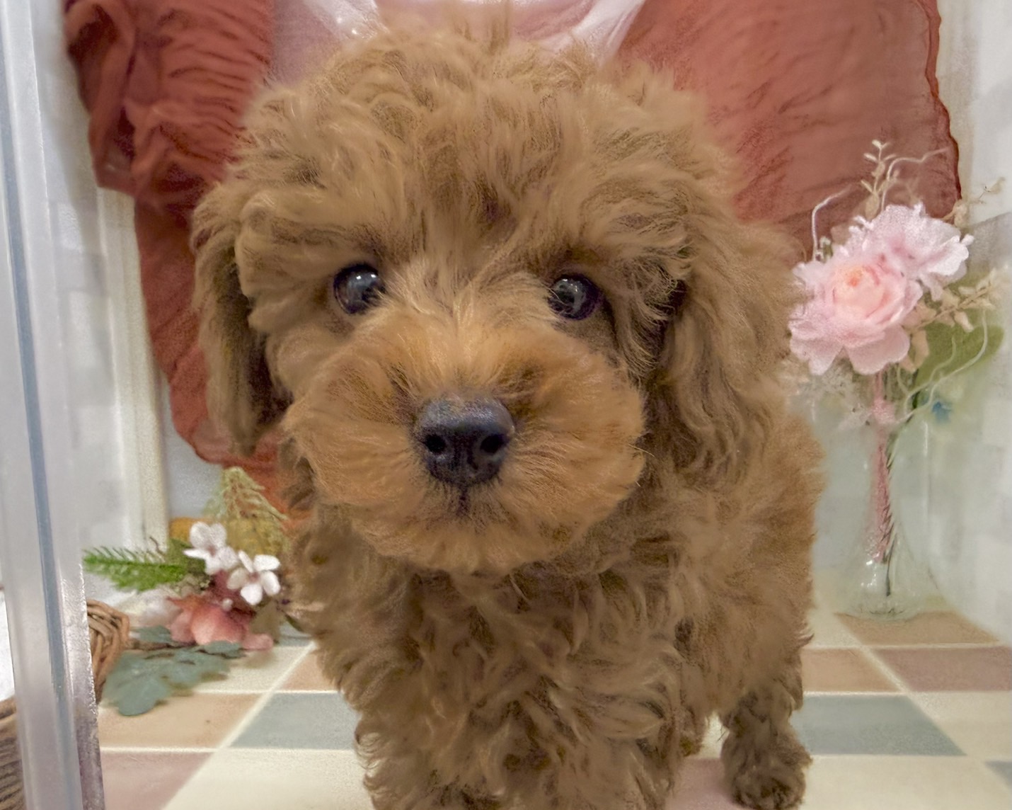 群馬県のトイプードル(トイ) (かねだいペットトライアル前橋/2025年12月20日生まれ/男の子/レッド)の子犬の3枚目の画像