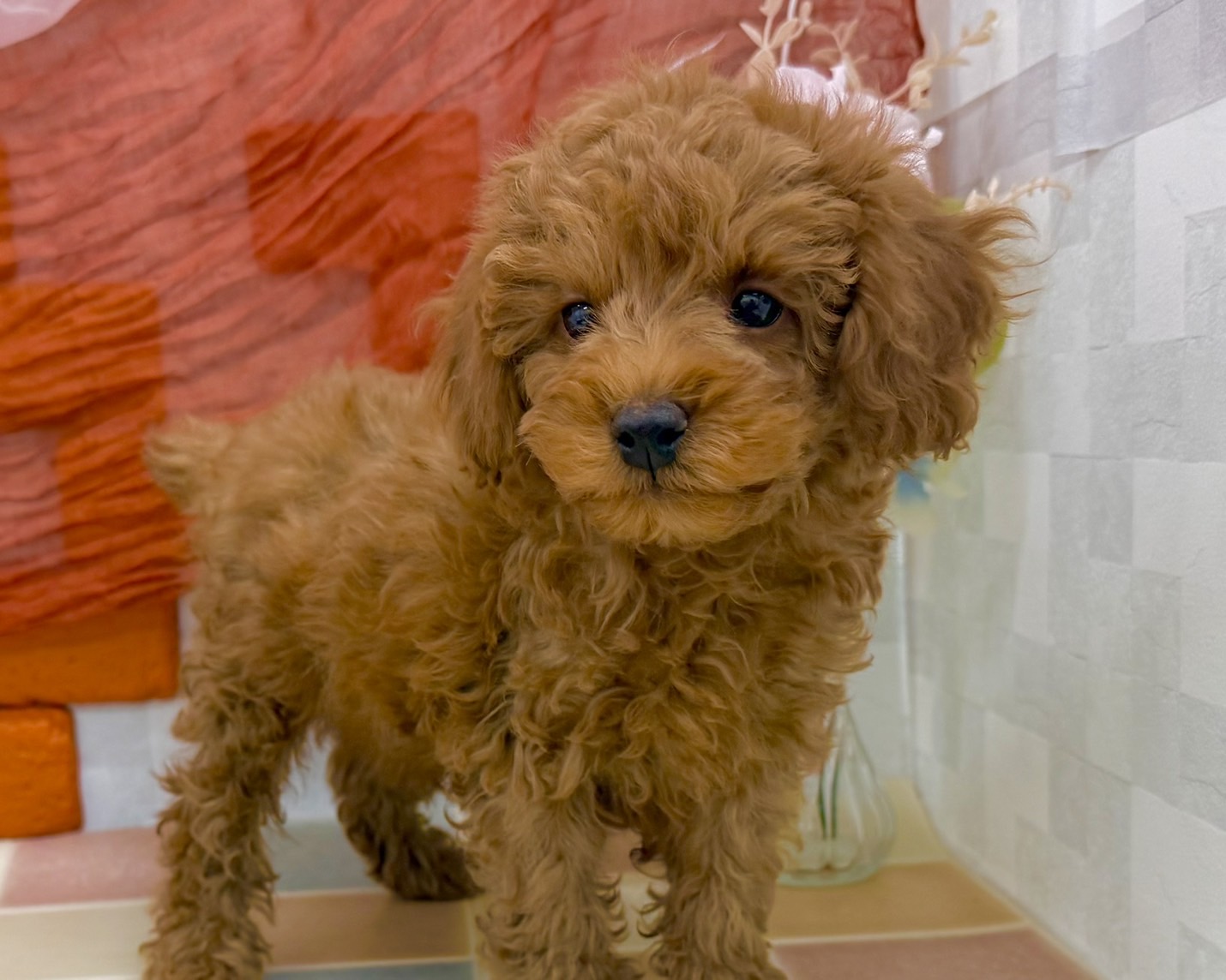 群馬県のトイプードル(トイ) (かねだいペットトライアル前橋/2025年12月20日生まれ/男の子/レッド)の子犬の4枚目の画像