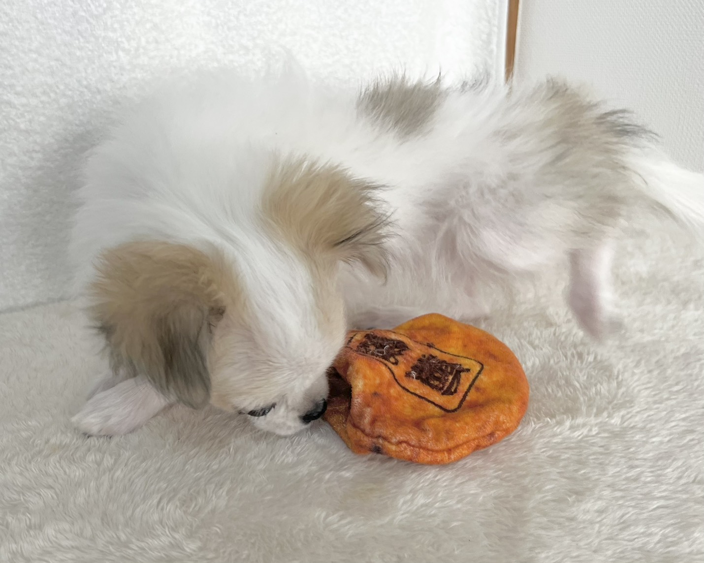 群馬県のチワワ(ロング) (かねだいペットトライアル桐生/2025年10月28日生まれ/女の子/ホワイトレッド)の子犬の4枚目の画像