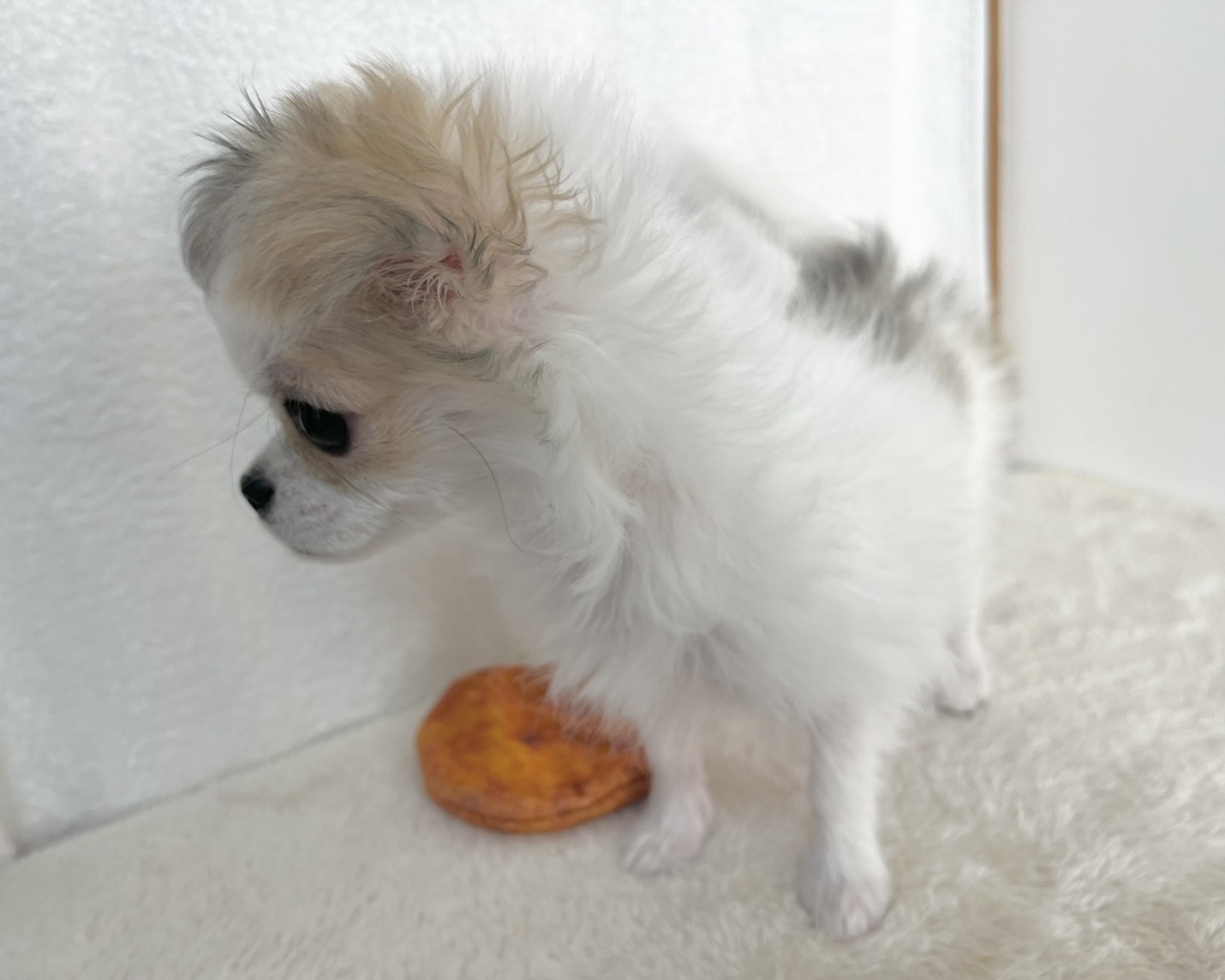 群馬県のチワワ(ロング) (かねだいペットトライアル桐生/2025年10月28日生まれ/女の子/ホワイトレッド)の子犬の3枚目の画像