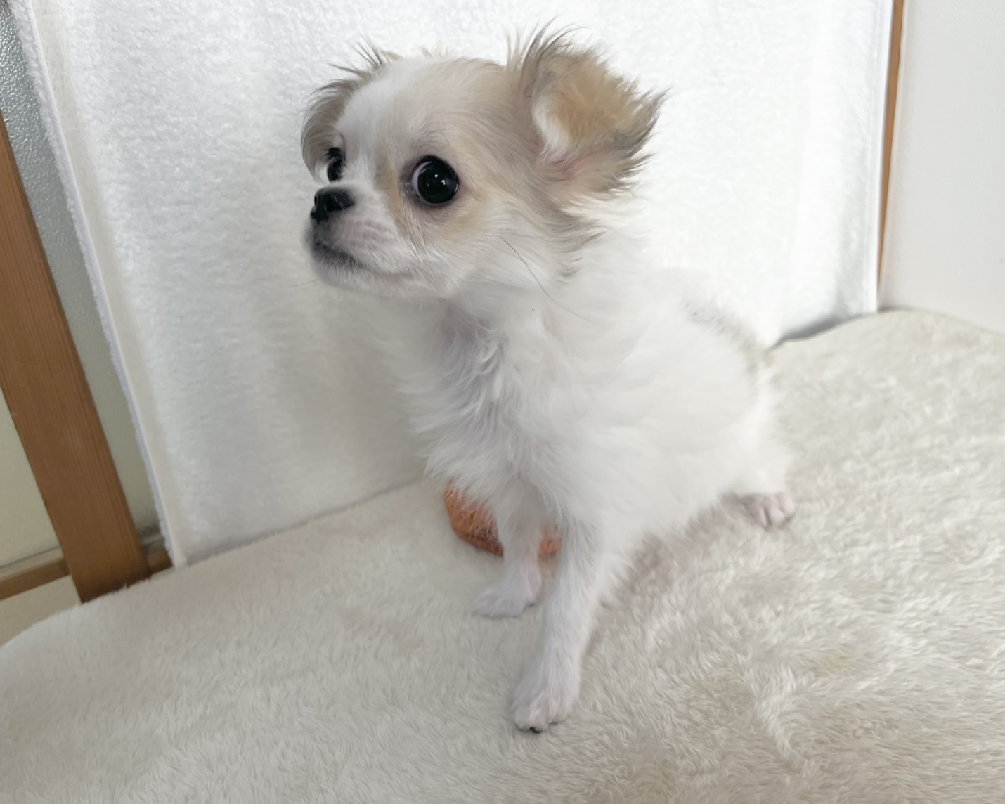 群馬県のチワワ(ロング) (かねだいペットトライアル桐生/2025年10月28日生まれ/女の子/ホワイトレッド)の子犬の2枚目の画像