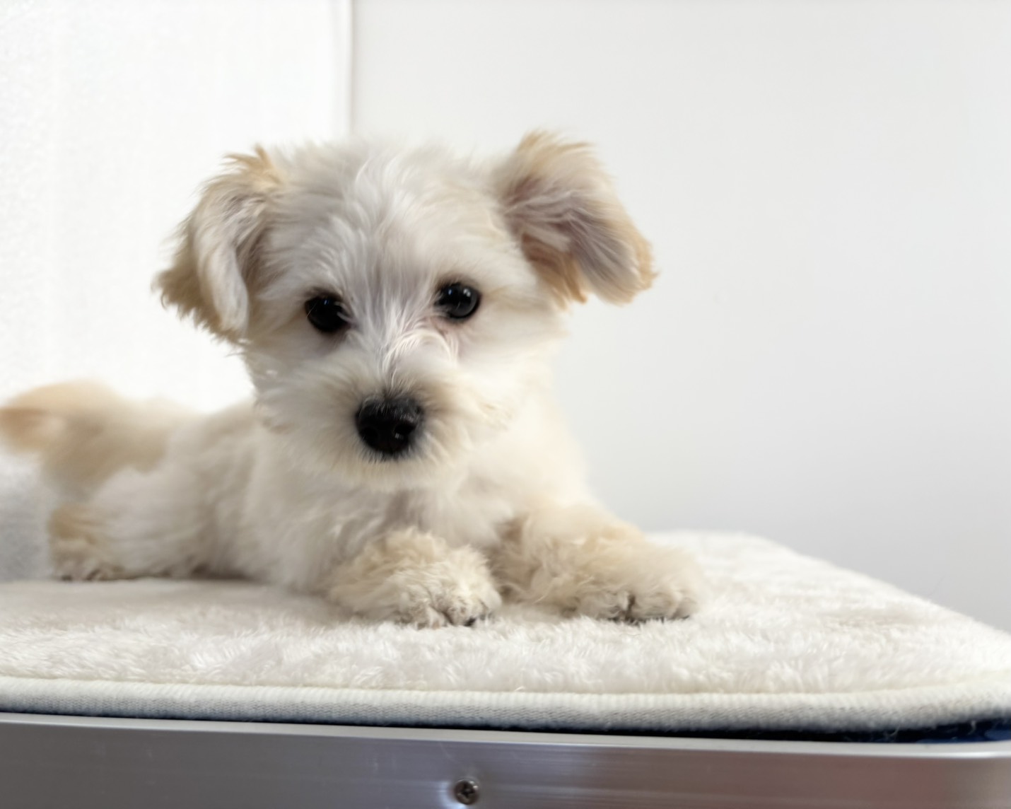 群馬県のマルプー(マルチーズ×プードル) (かねだいペットトライアル桐生/2025年10月14日生まれ/男の子/クリーム)の子犬の2枚目の画像