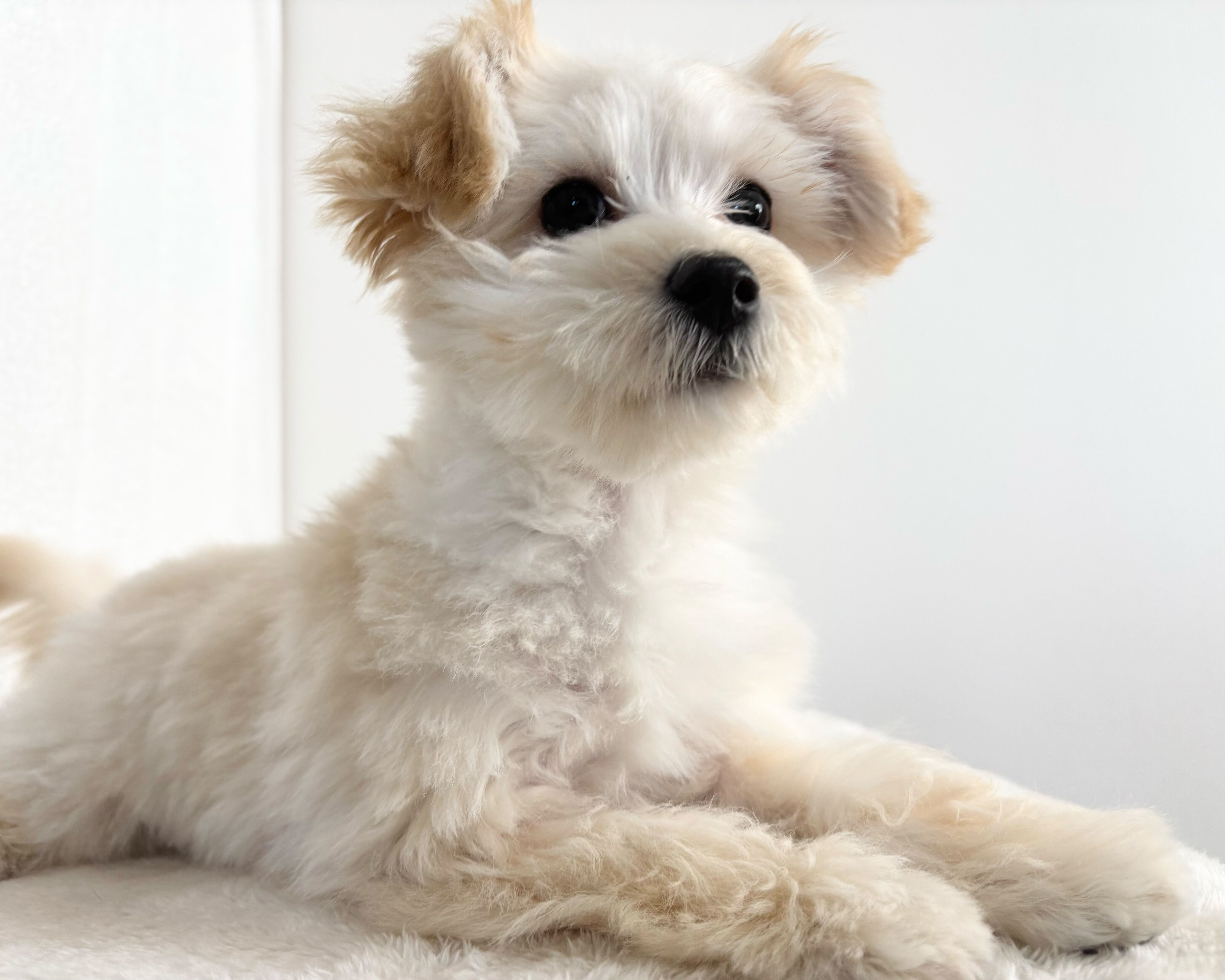 群馬県のマルプー(マルチーズ×プードル) (かねだいペットトライアル桐生/2025年10月14日生まれ/男の子/クリーム)の子犬の4枚目の画像