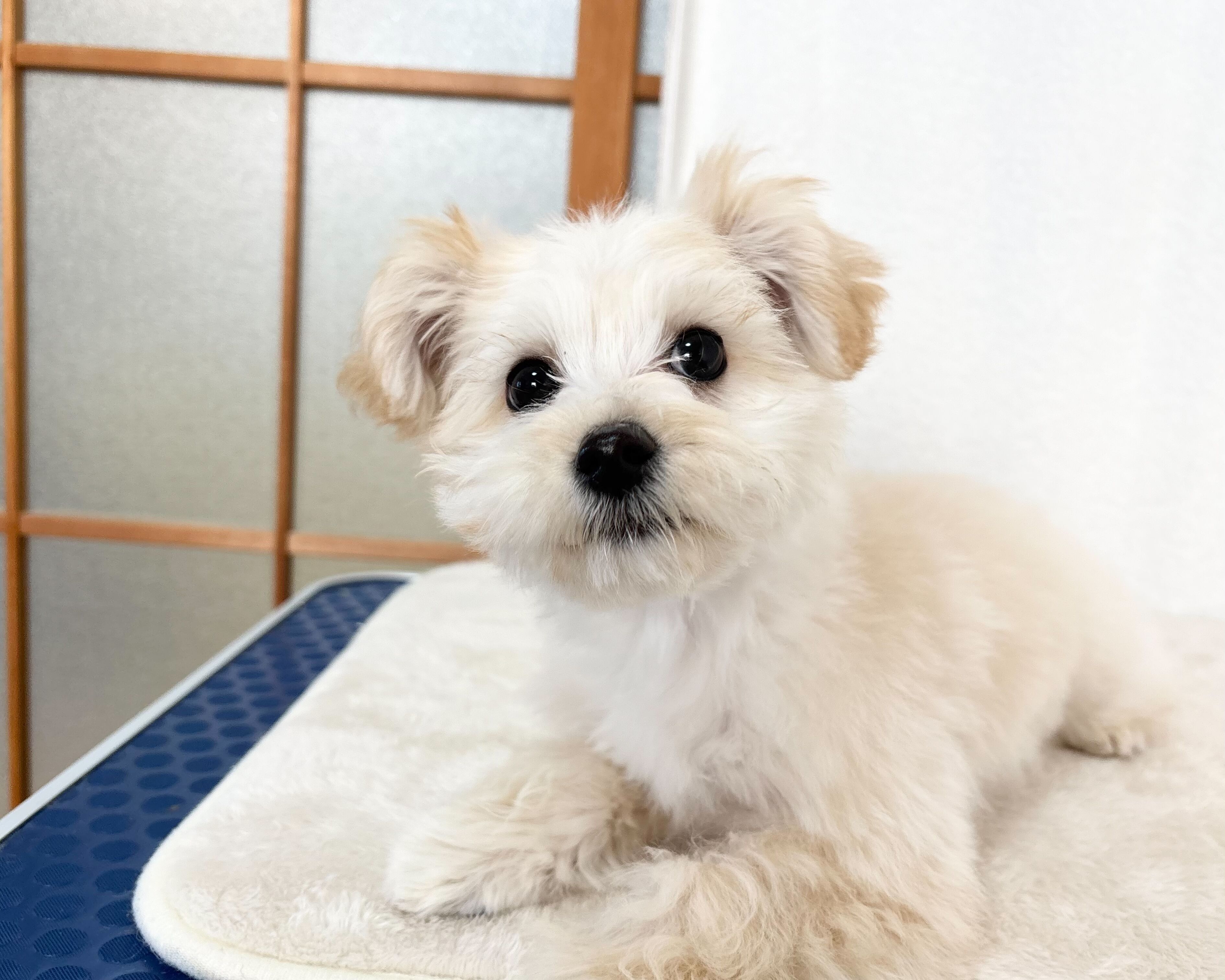 群馬県のマルプー(マルチーズ×プードル) (かねだいペットトライアル桐生/2025年10月14日生まれ/男の子/クリーム)の子犬の3枚目の画像