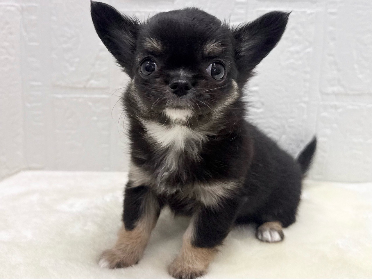 東京都のチワワ(ロング) (かねだい青梅店/2025年12月16日生まれ/女の子/ブラックタンホワイト)の子犬の1枚目の画像