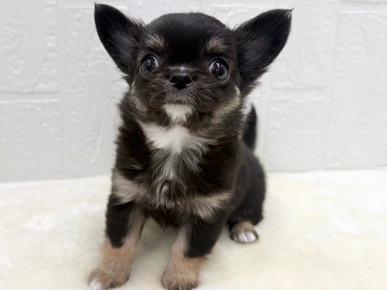 東京都のチワワ(ロング) (かねだい青梅店/2025年12月16日生まれ/女の子/ブラックタンホワイト)の子犬の2枚目の画像