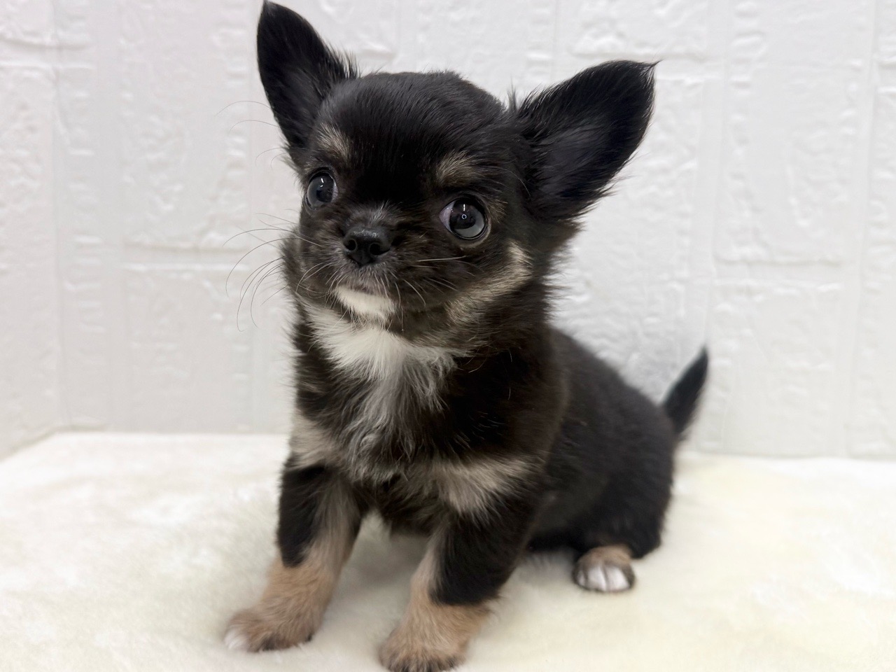 東京都のチワワ(ロング) (かねだい青梅店/2025年12月16日生まれ/女の子/ブラックタンホワイト)の子犬の3枚目の画像
