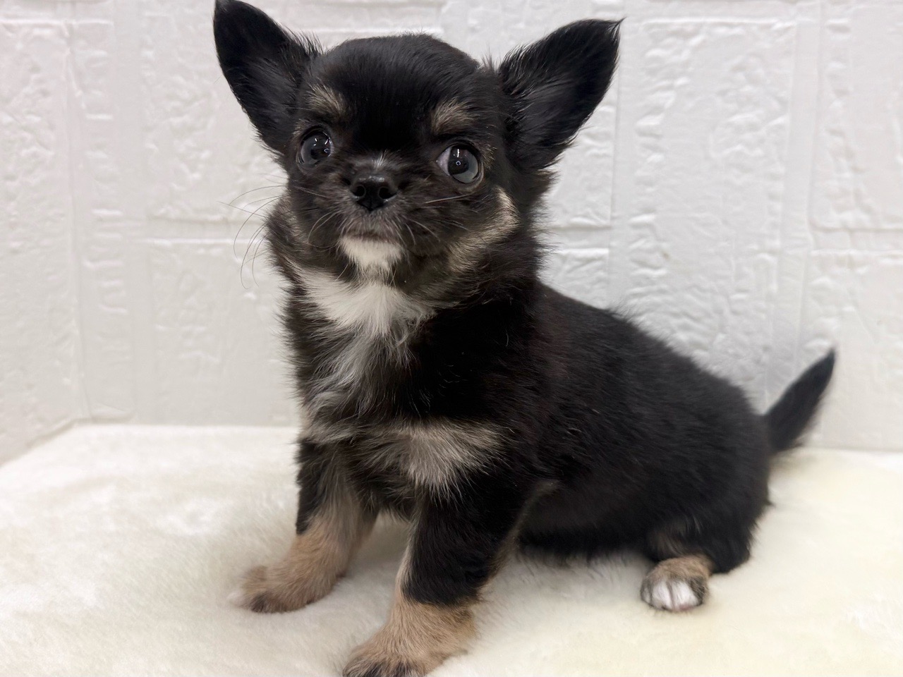 東京都のチワワ(ロング) (かねだい青梅店/2025年12月16日生まれ/女の子/ブラックタンホワイト)の子犬の4枚目の画像