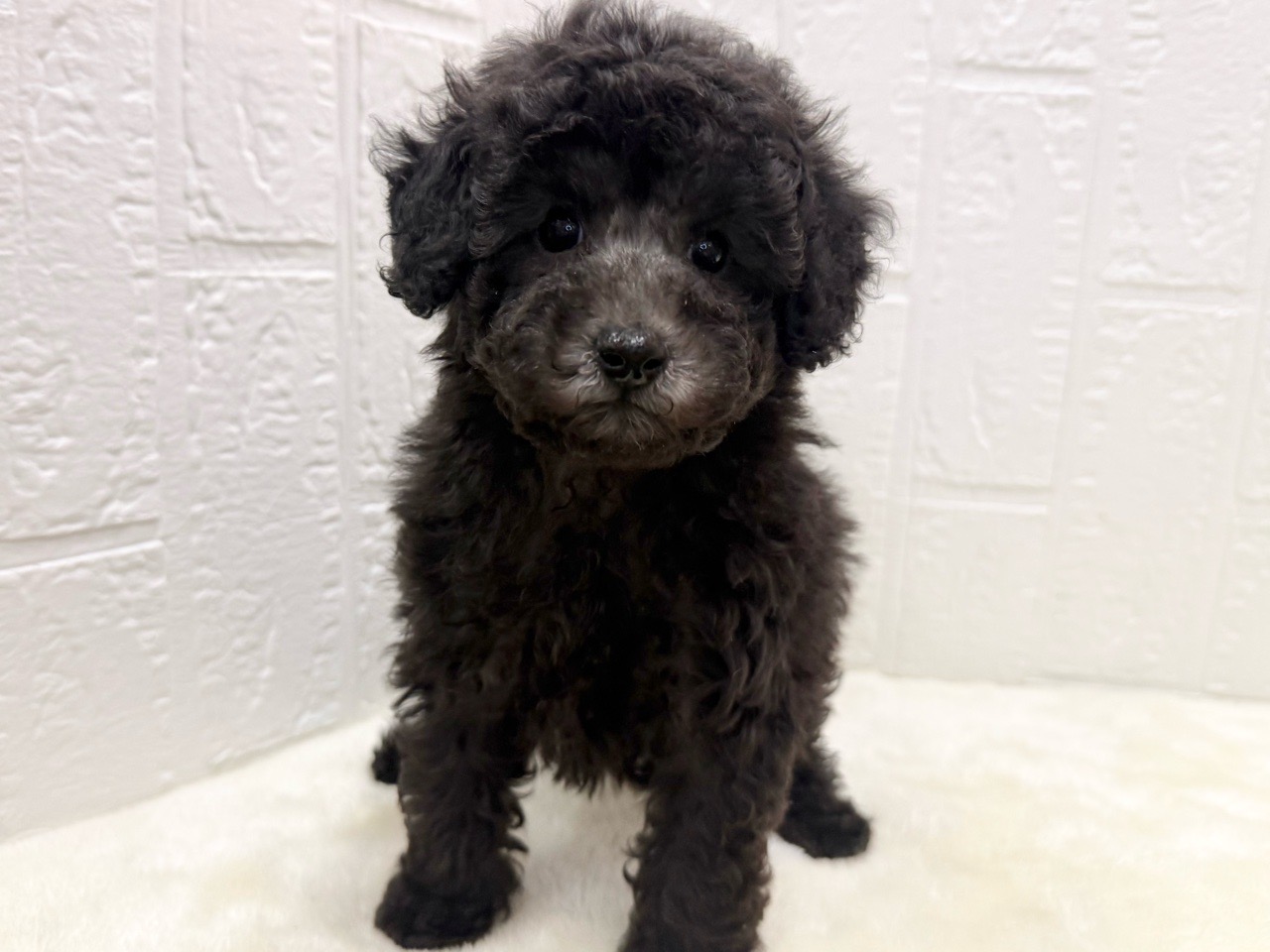 東京都のトイプードル(トイ) (かねだい青梅店/2025年12月9日生まれ/女の子/シルバー)の子犬の1枚目の画像