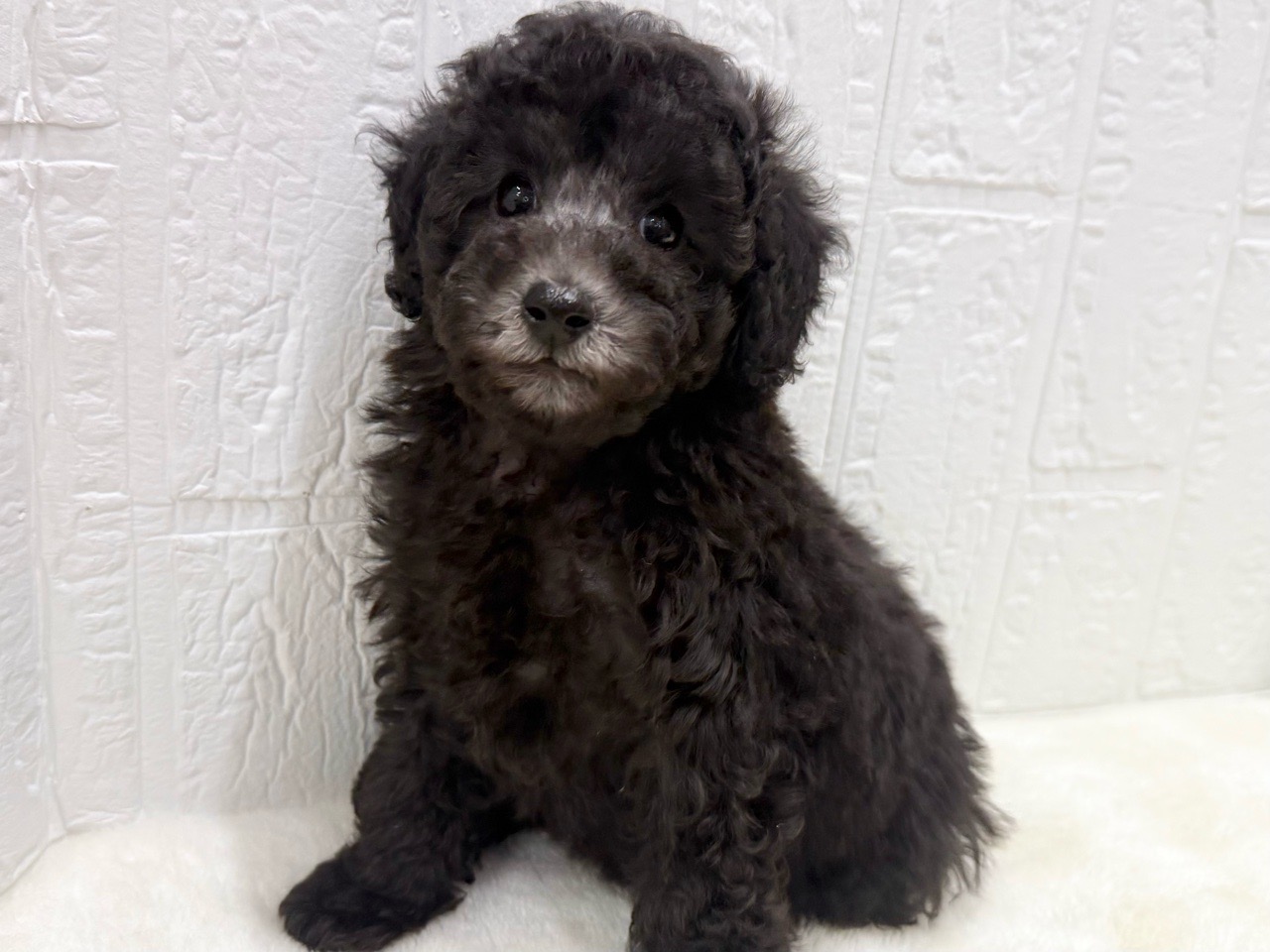 東京都のトイプードル(トイ) (かねだい青梅店/2025年12月9日生まれ/女の子/シルバー)の子犬の3枚目の画像