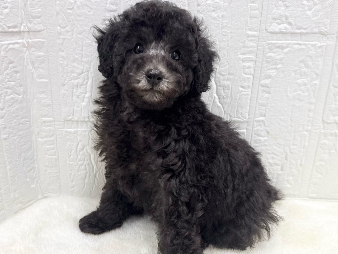 東京都のトイプードル(トイ) (かねだい青梅店/2025年12月9日生まれ/女の子/シルバー)の子犬の4枚目の画像