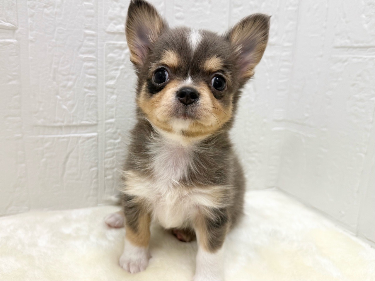 東京都のチワワ(ロング) (かねだい青梅店/2025年12月16日生まれ/男の子/ブルーマール)の子犬の1枚目の画像
