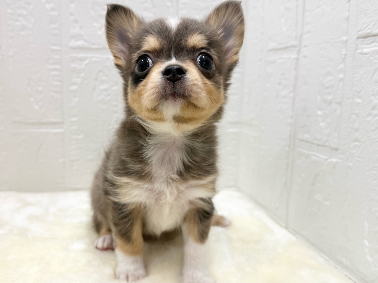 東京都のチワワ(ロング) (かねだい青梅店/2025年12月16日生まれ/男の子/ブルーマール)の子犬の2枚目の画像