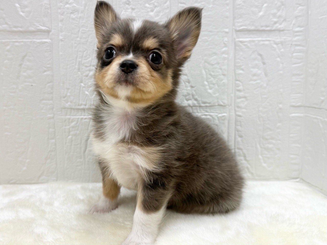 東京都のチワワ(ロング) (かねだい青梅店/2025年12月16日生まれ/男の子/ブルーマール)の子犬の3枚目の画像