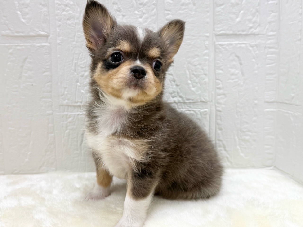 価格の安いロングコート・チワワ♂【動画あり】 / ペットショップ