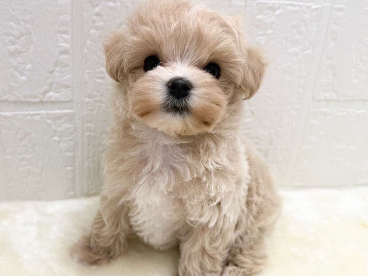 東京都のマルプー(マルチーズ×プードル) (かねだい青梅店/2025年12月15日生まれ/女の子/アプリコット)の子犬の1枚目の画像