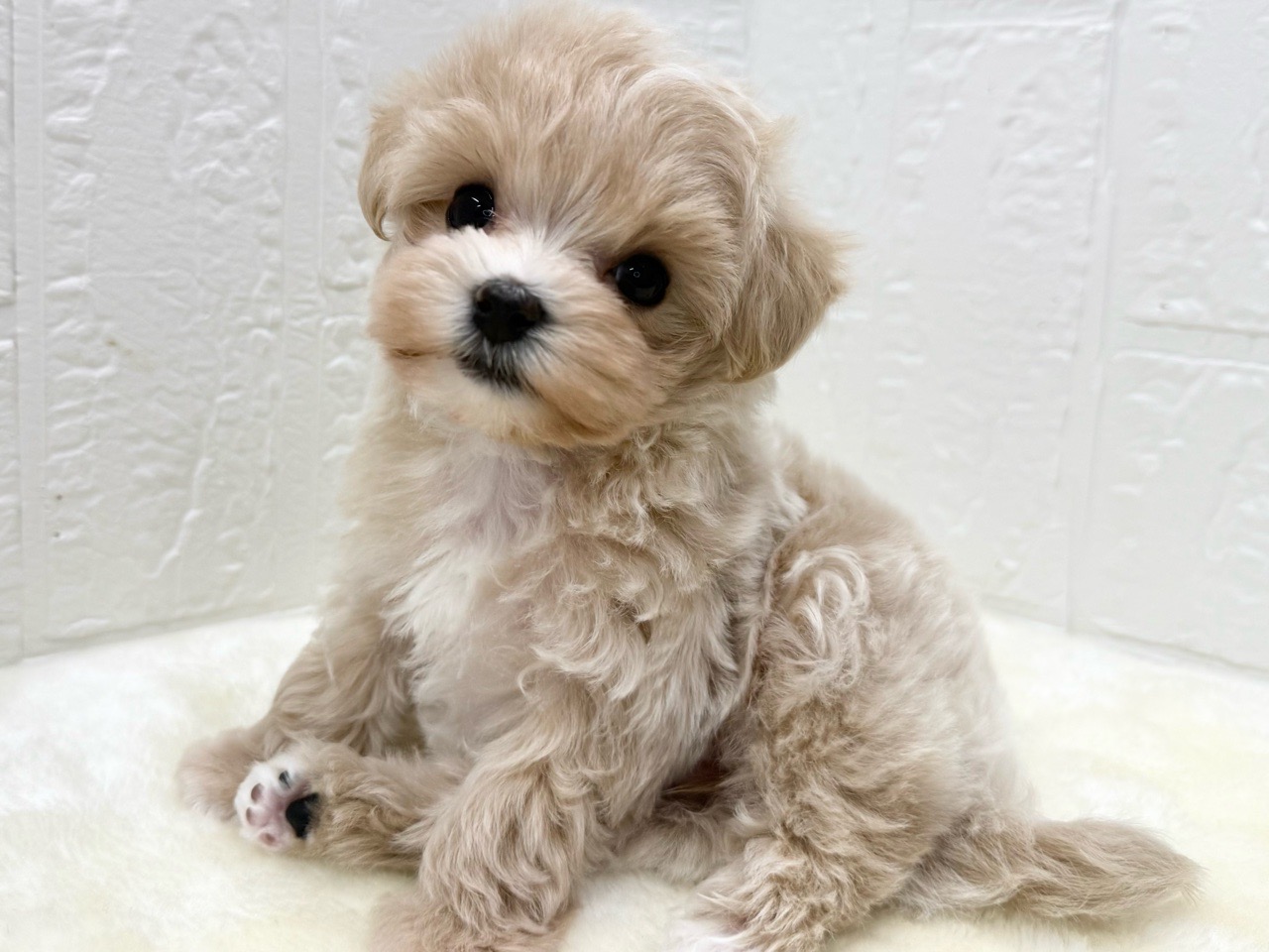 東京都のマルプー(マルチーズ×プードル) (かねだい青梅店/2025年12月15日生まれ/女の子/アプリコット)の子犬の2枚目の画像