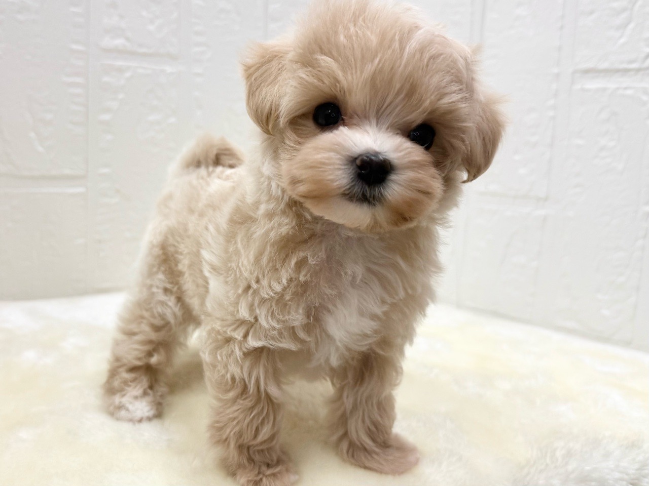 東京都のマルプー(マルチーズ×プードル) (かねだい青梅店/2025年12月15日生まれ/女の子/アプリコット)の子犬の3枚目の画像