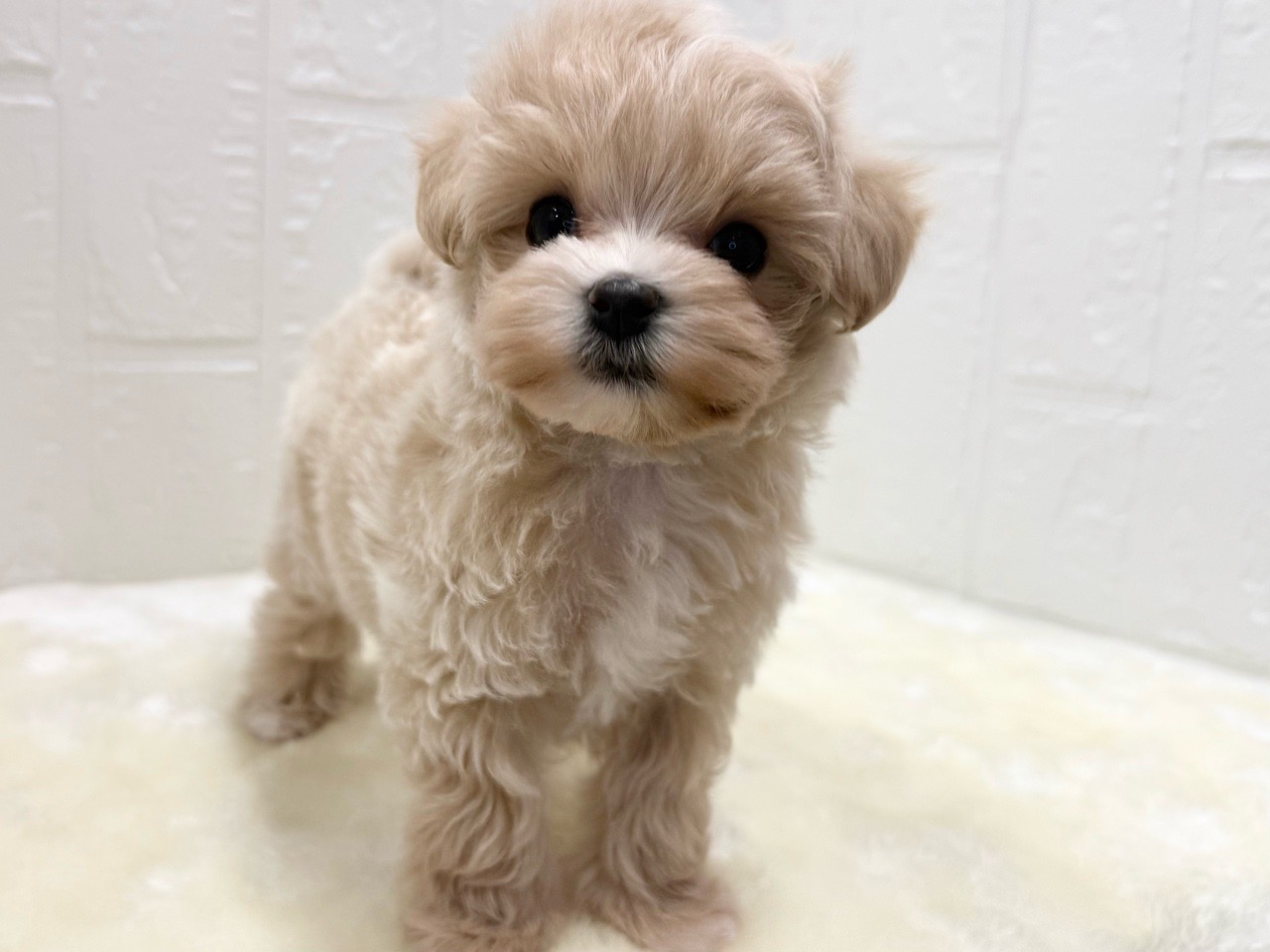 東京都のマルプー(マルチーズ×プードル) (かねだい青梅店/2025年12月15日生まれ/女の子/アプリコット)の子犬の4枚目の画像