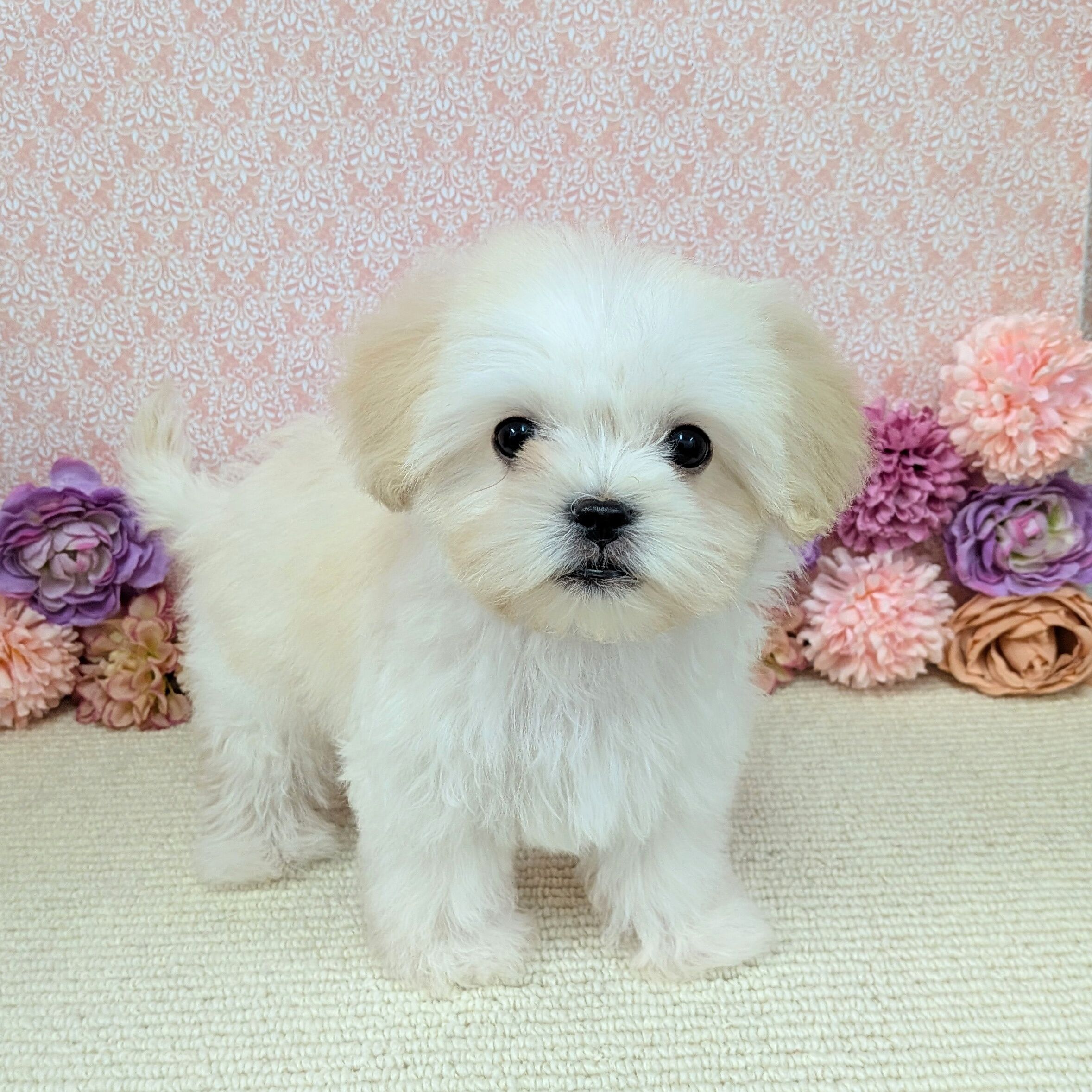 千葉県のハーフ犬・ミックス犬 (かねだい四街道店/2025年11月29日生まれ/男の子/クリーム)の子犬の1枚目の画像