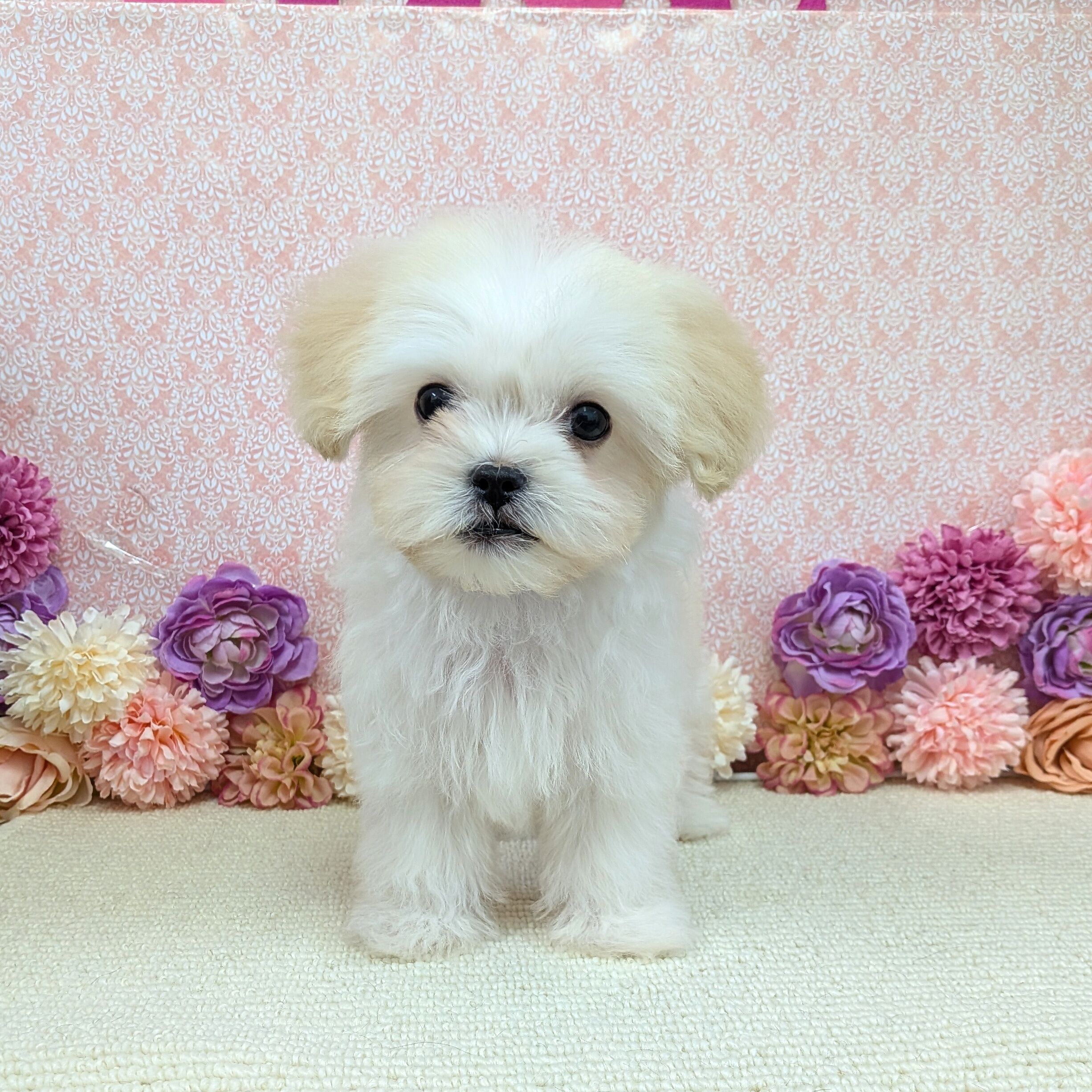 千葉県のハーフ犬・ミックス犬 (かねだい四街道店/2025年11月29日生まれ/男の子/クリーム)の子犬の2枚目の画像