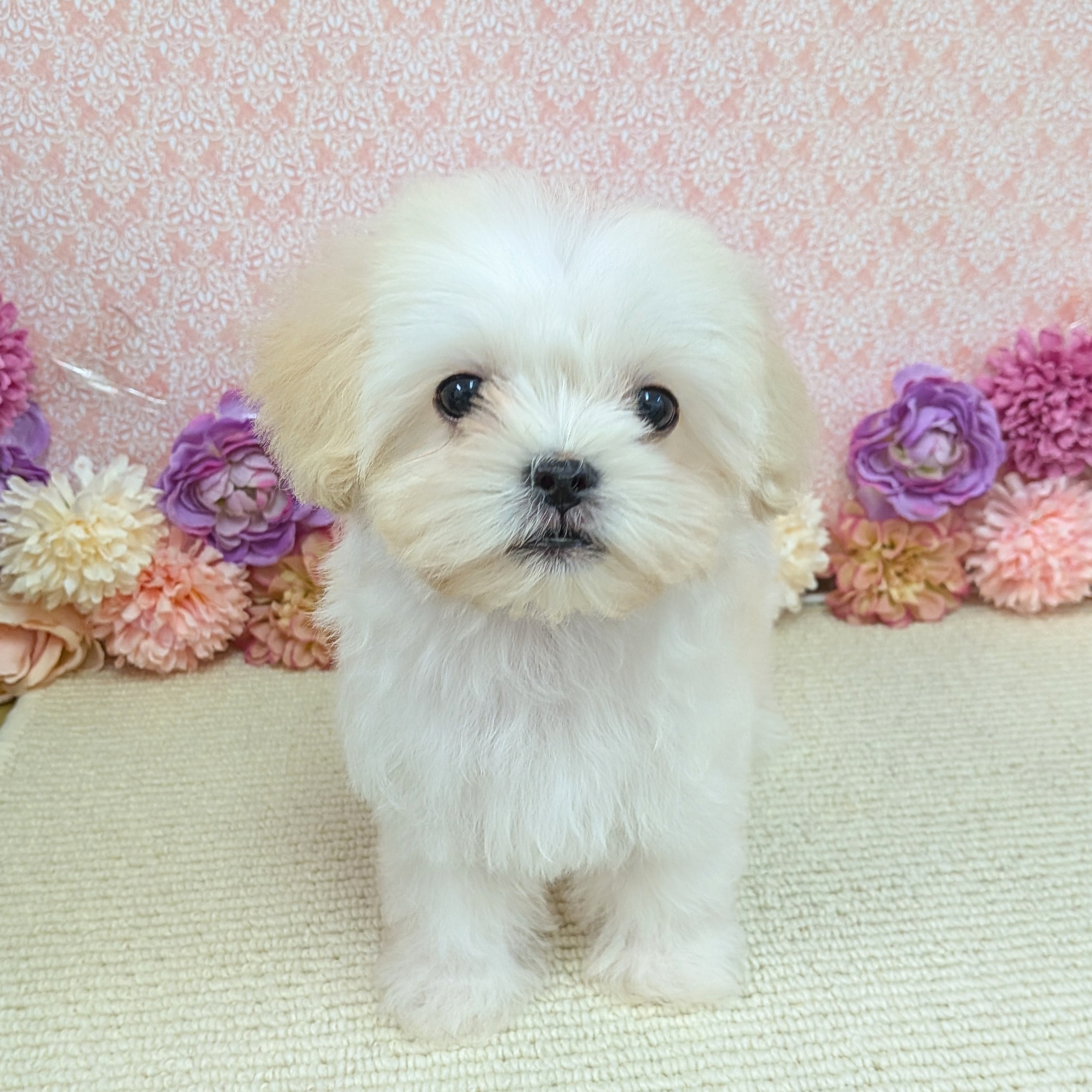 千葉県のハーフ犬・ミックス犬 (かねだい四街道店/2025年11月29日生まれ/男の子/クリーム)の子犬の3枚目の画像