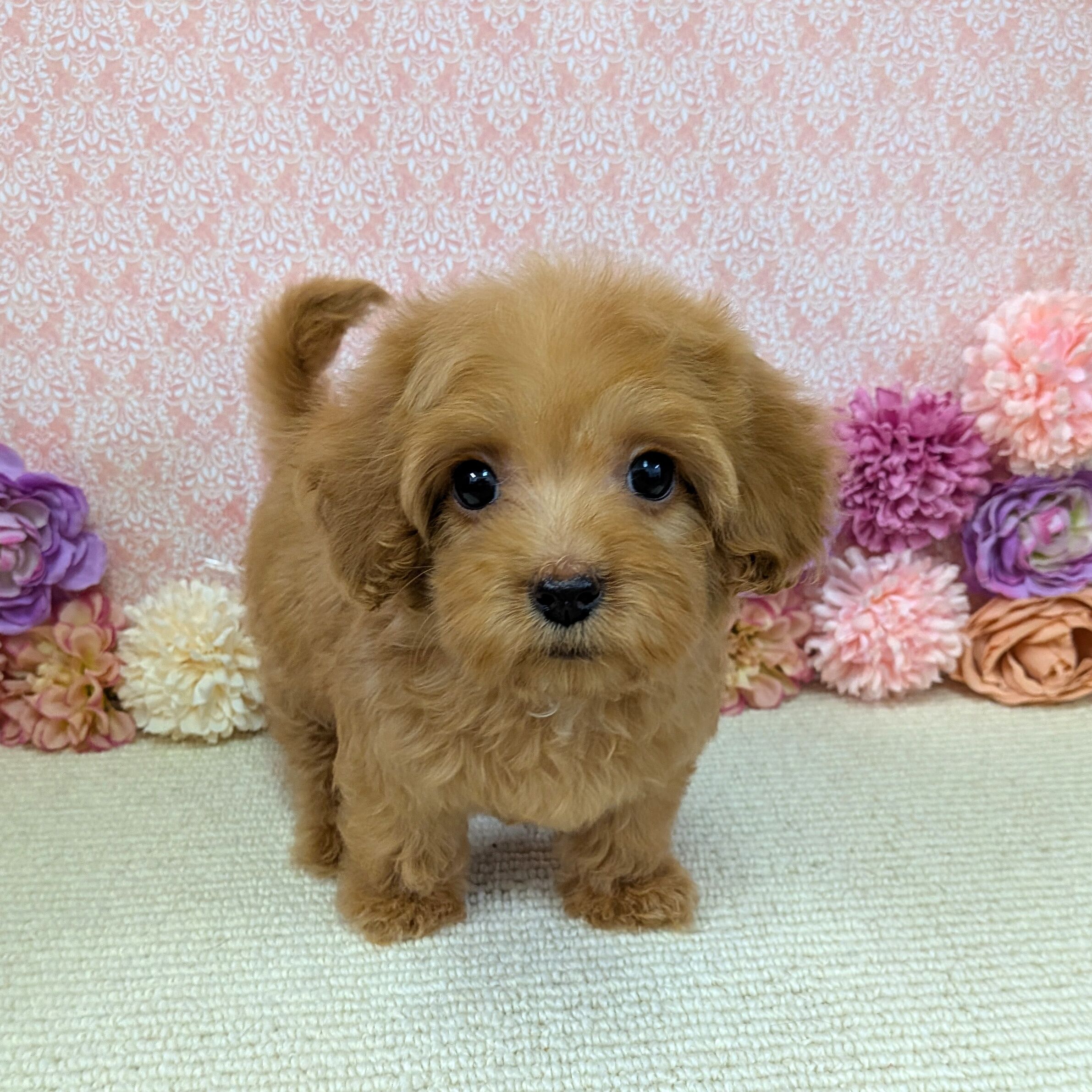 価格の安い2/19撮影！犬MIX✨（トイプードル×ミニチュアダックス