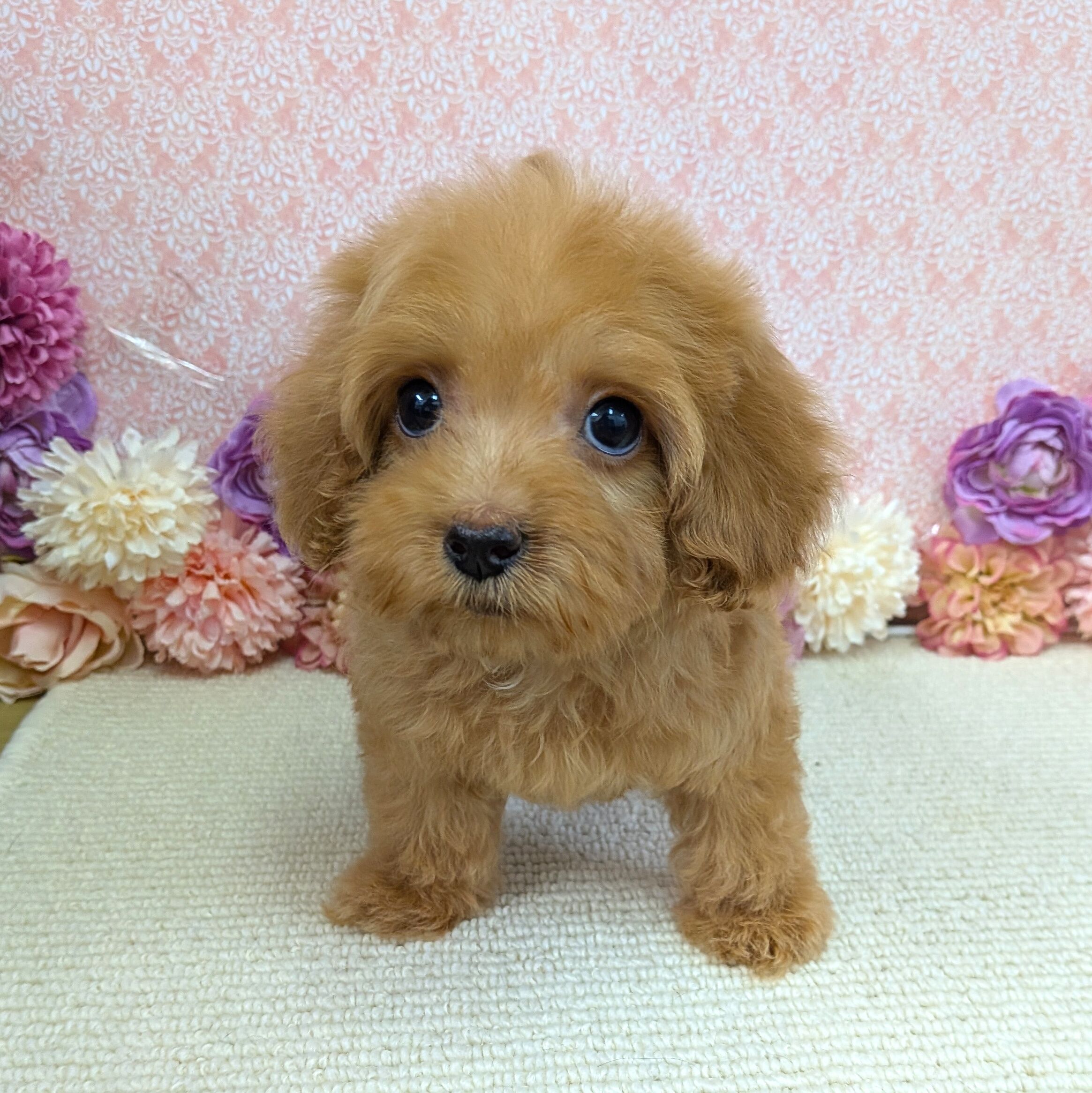 価格の安い2/19撮影！犬MIX✨（トイプードル×ミニチュアダックス