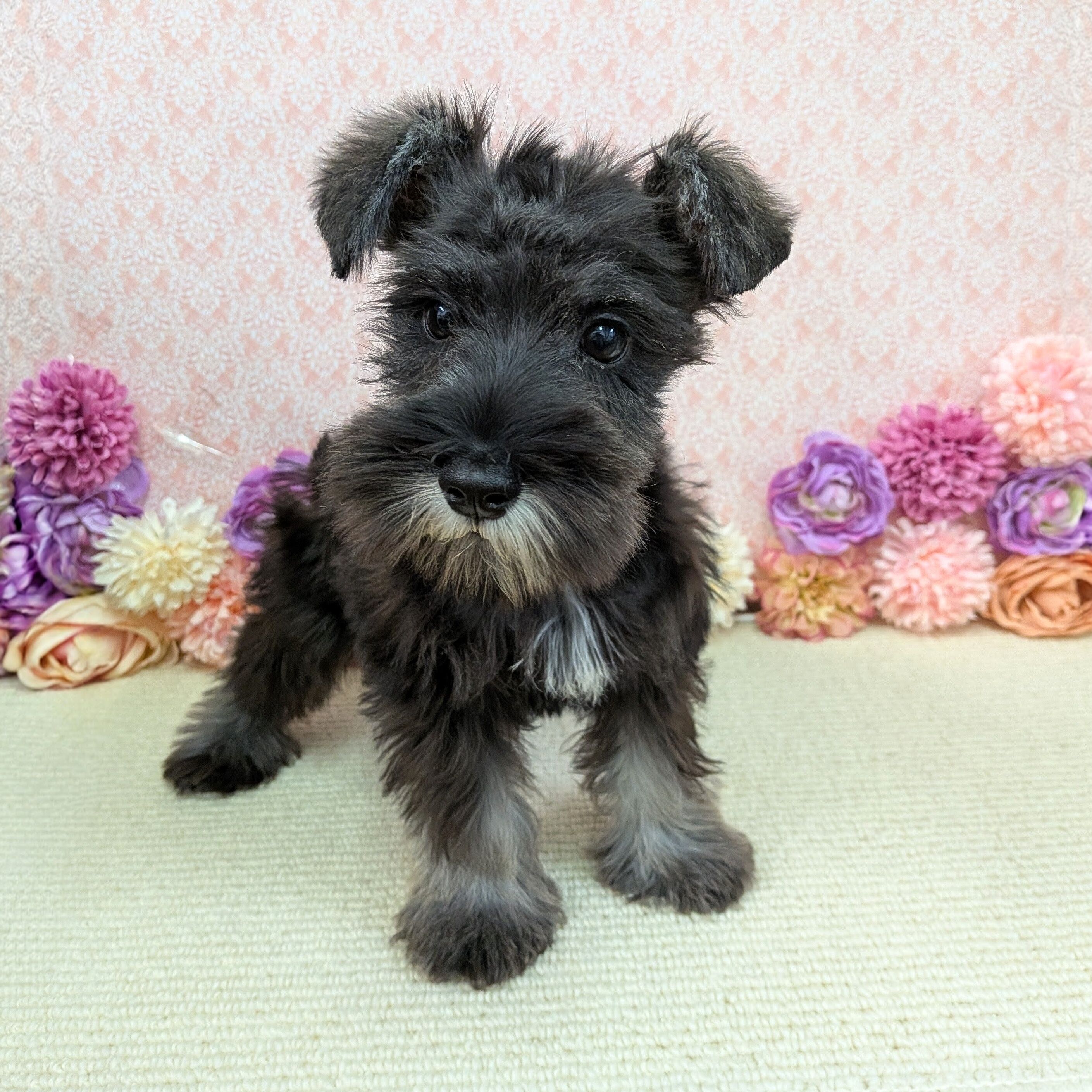 千葉県のミニチュアシュナウザー (かねだい四街道店/2025年11月9日生まれ/男の子/ソルトペッパー)の子犬の2枚目の画像