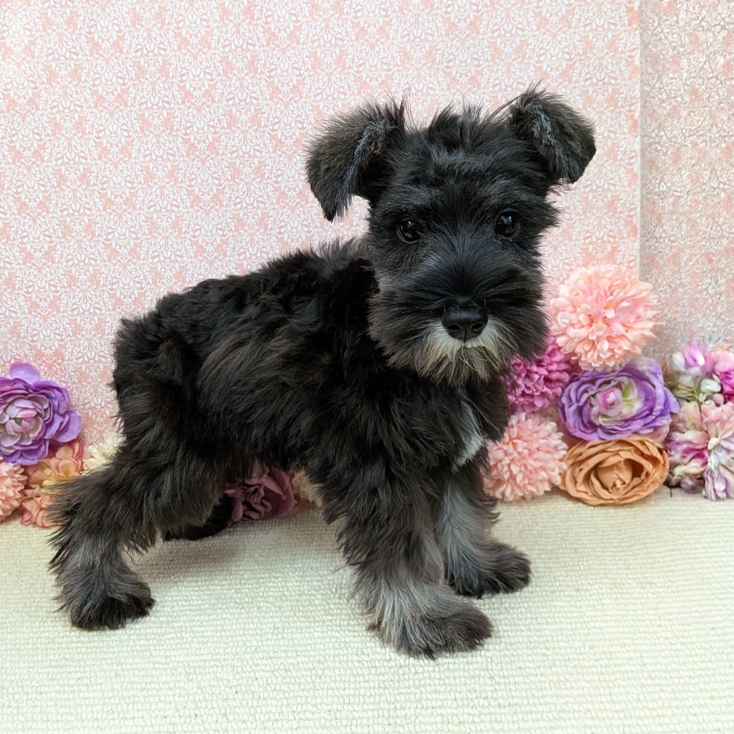 千葉県のミニチュアシュナウザー (かねだい四街道店/2025年11月9日生まれ/男の子/ソルトペッパー)の子犬の3枚目の画像