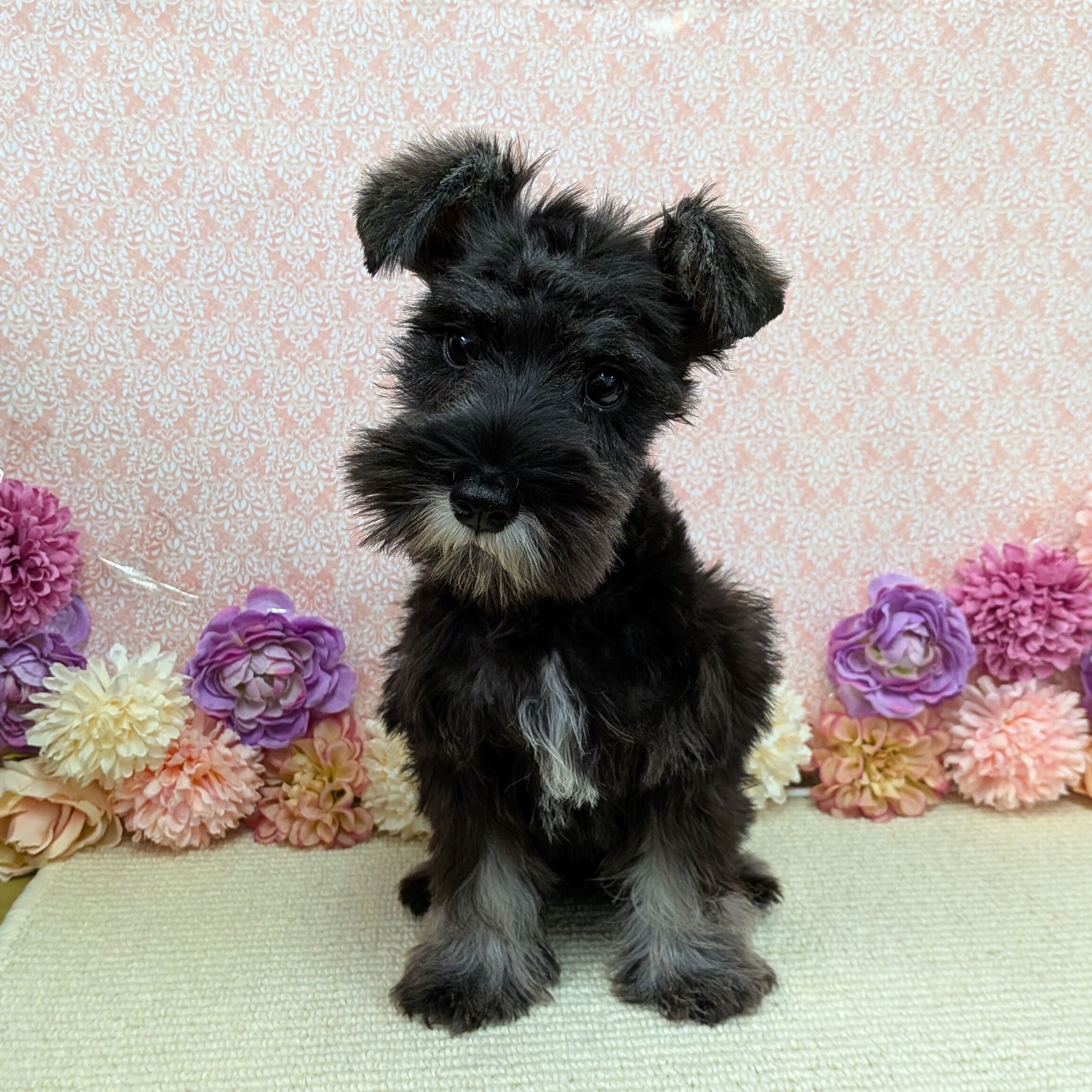 千葉県のミニチュアシュナウザー (かねだい四街道店/2025年11月9日生まれ/男の子/ソルトペッパー)の子犬の4枚目の画像