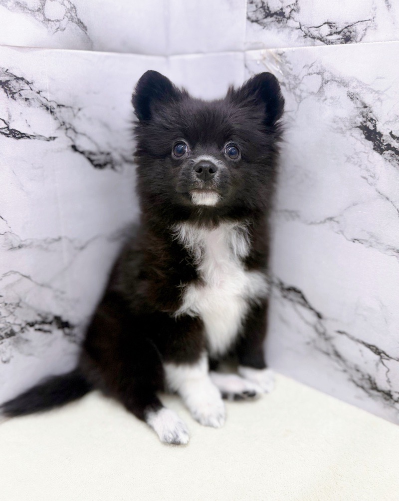 神奈川県のポメチワ/チワポメ/ポメチー(ポメラニアン×チワワ) (かねだい東戸塚店/2025年11月20日生まれ/女の子/ブラックホワイト)の子犬の1枚目の画像