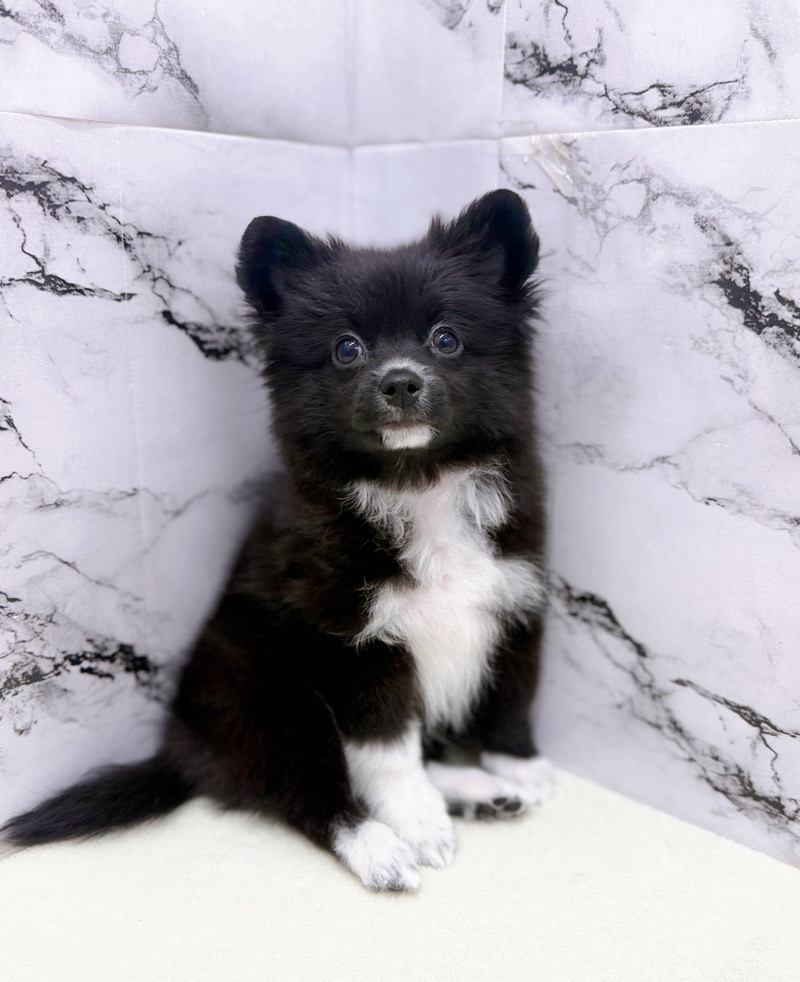 神奈川県のポメチワ/チワポメ/ポメチー(ポメラニアン×チワワ) (かねだい東戸塚店/2025年11月20日生まれ/女の子/ブラックホワイト)の子犬の2枚目の画像