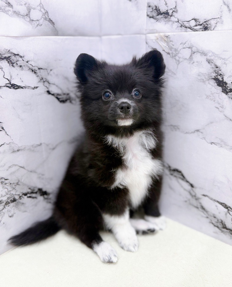 神奈川県のポメチワ/チワポメ/ポメチー(ポメラニアン×チワワ) (かねだい東戸塚店/2025年11月20日生まれ/女の子/ブラックホワイト)の子犬の3枚目の画像