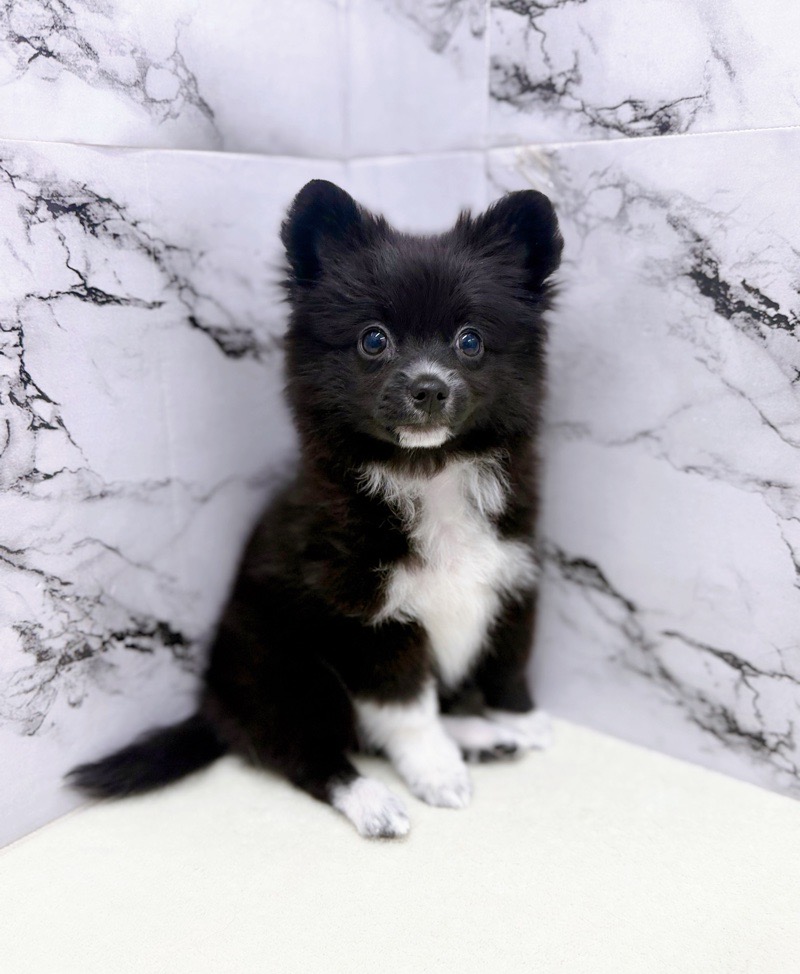 神奈川県のポメチワ/チワポメ/ポメチー(ポメラニアン×チワワ) (かねだい東戸塚店/2025年11月20日生まれ/女の子/ブラックホワイト)の子犬の4枚目の画像