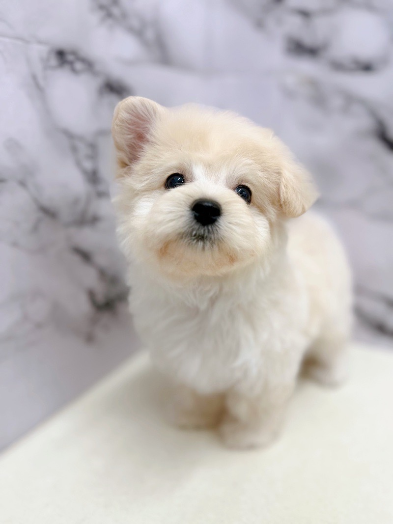 神奈川県のマルプー(マルチーズ×プードル) (かねだい東戸塚店/2025年12月6日生まれ/男の子/クリーム)の子犬の1枚目の画像