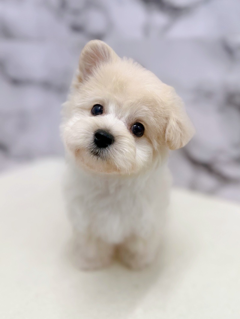 神奈川県のマルプー(マルチーズ×プードル) (かねだい東戸塚店/2025年12月6日生まれ/男の子/クリーム)の子犬の2枚目の画像