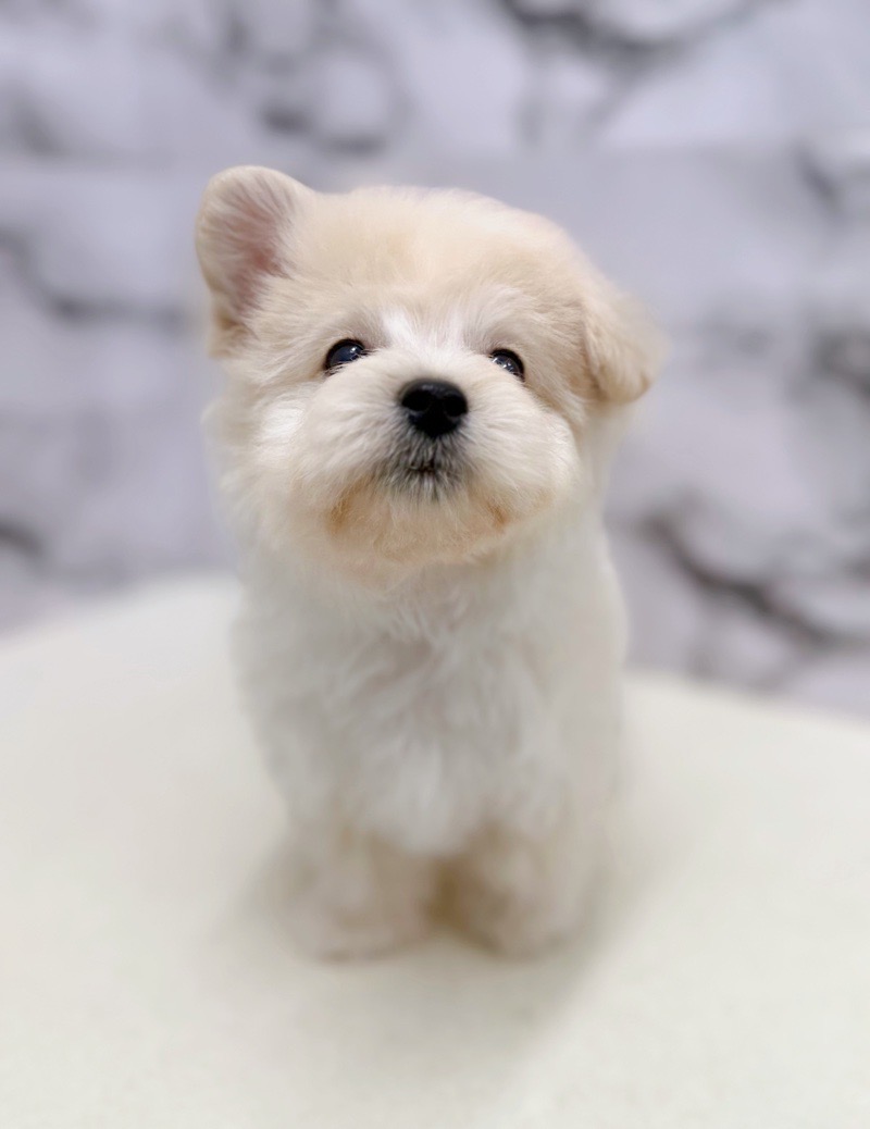 神奈川県のマルプー(マルチーズ×プードル) (かねだい東戸塚店/2025年12月6日生まれ/男の子/クリーム)の子犬の3枚目の画像