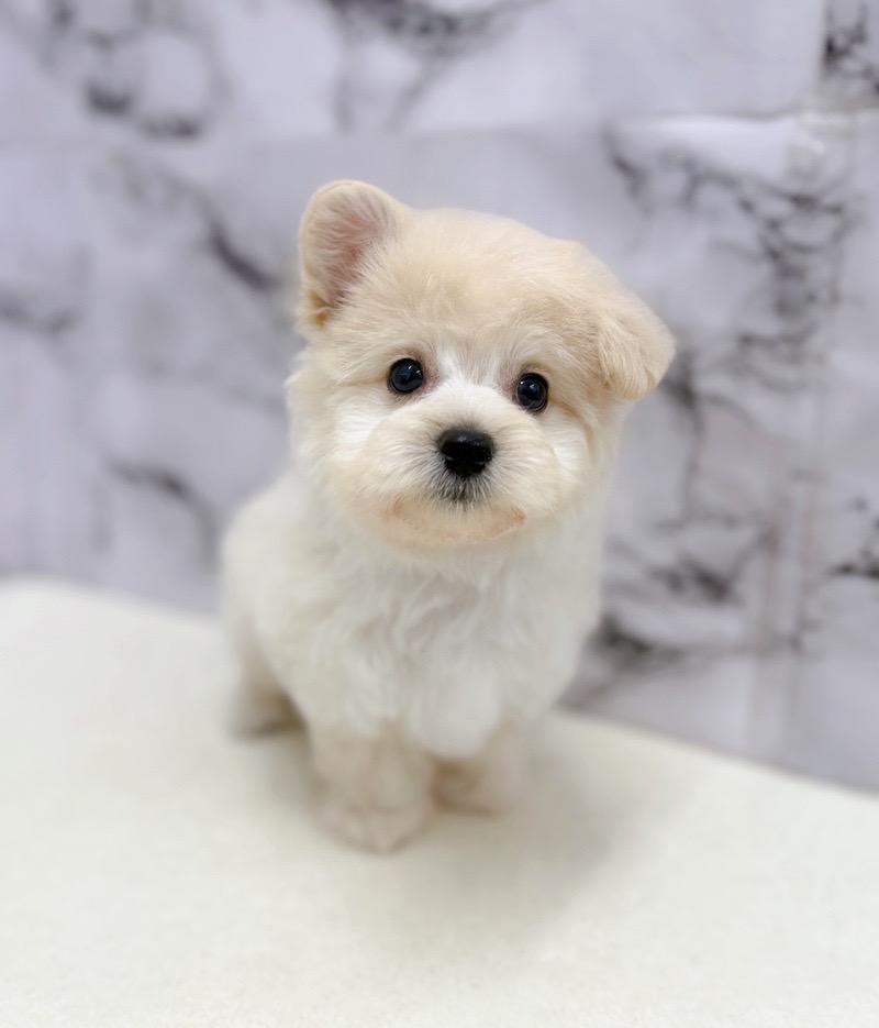 神奈川県のマルプー(マルチーズ×プードル) (かねだい東戸塚店/2025年12月6日生まれ/男の子/クリーム)の子犬の4枚目の画像