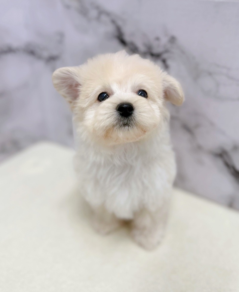 価格の安い◾️犬MIX【父トイプードル：（3.3kg）×母：マルチーズ（3.0