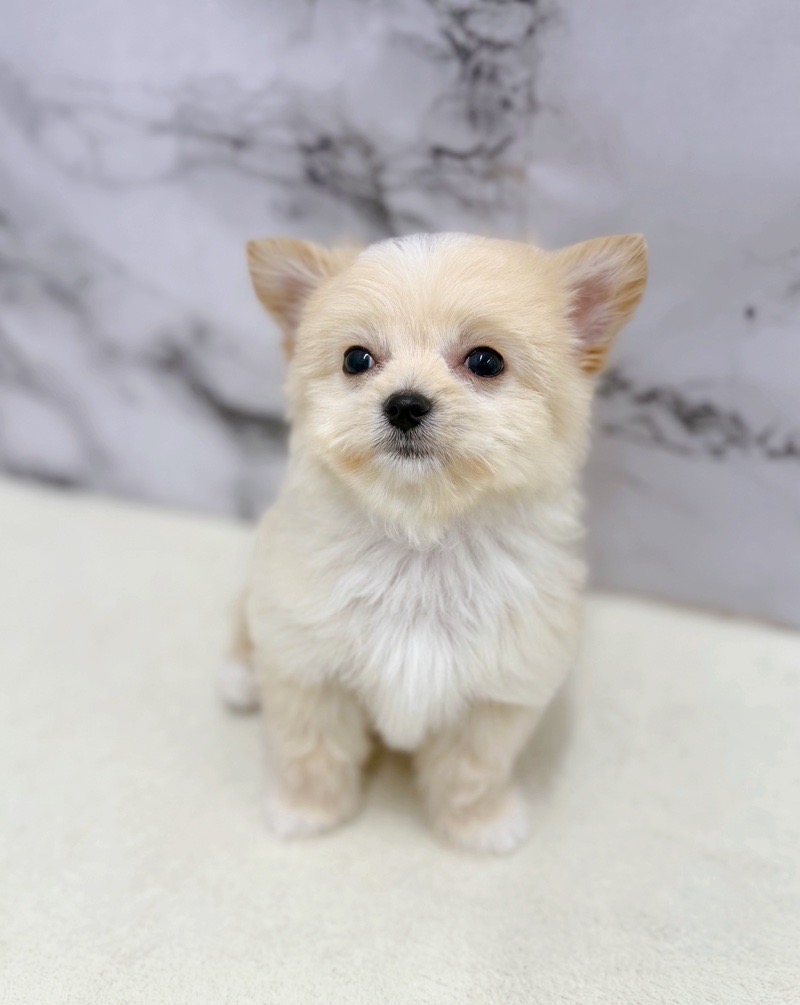神奈川県のポメチワ/チワポメ/ポメチー(ポメラニアン×チワワ) (かねだい東戸塚店/2025年12月4日生まれ/男の子/ホワイト)の子犬の2枚目の画像