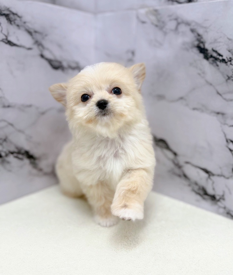 神奈川県のポメチワ/チワポメ/ポメチー(ポメラニアン×チワワ) (かねだい東戸塚店/2025年12月4日生まれ/男の子/ホワイト)の子犬の4枚目の画像