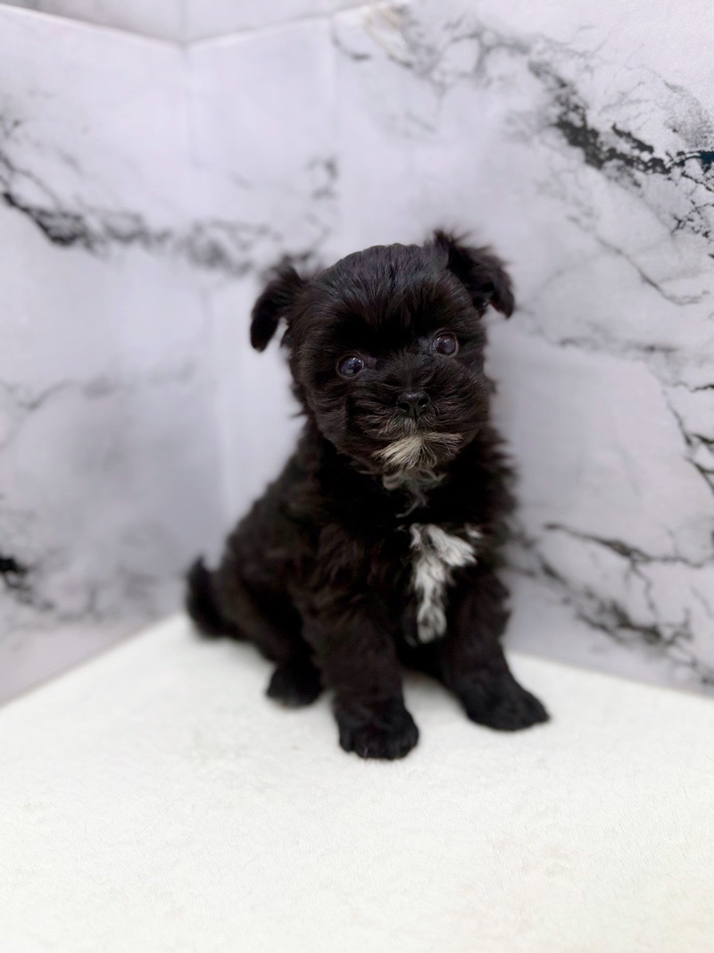 2025年12月20日生まれのマルプー(マルチーズ×プードル)