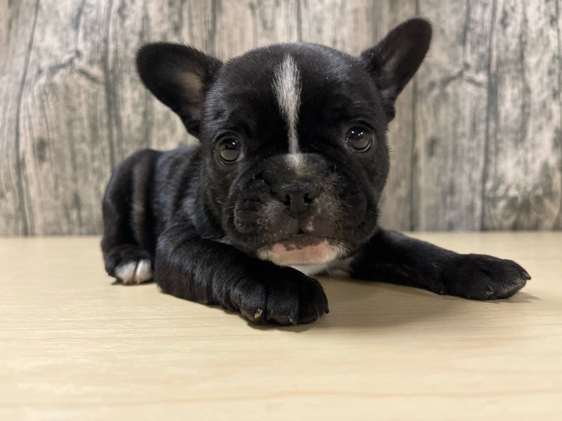2025年12月24日生まれのフレンチブルドッグ