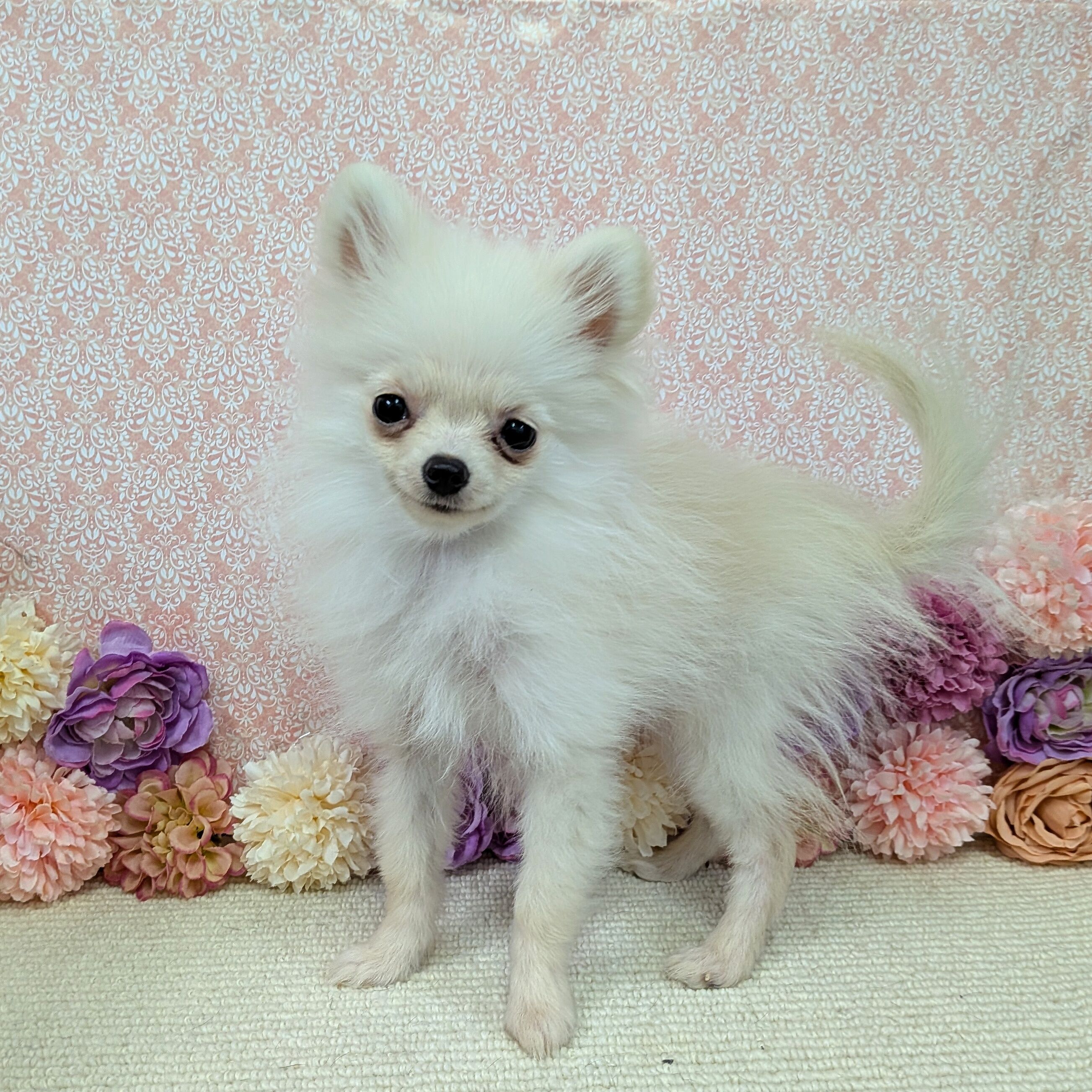 千葉県のポメラニアン (かねだい四街道店/2025年10月12日生まれ/男の子/クリーム)の子犬の2枚目の画像