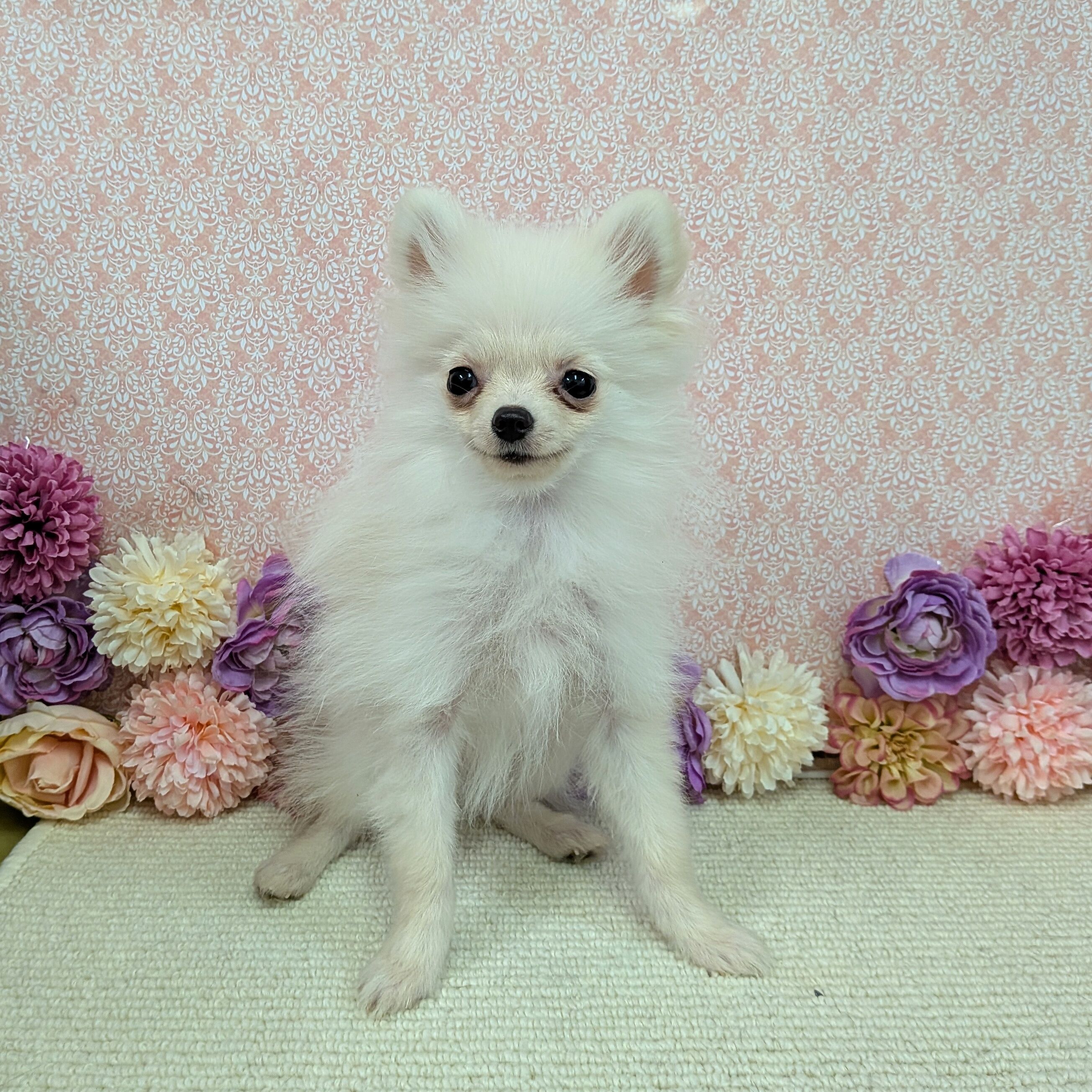 千葉県のポメラニアン (かねだい四街道店/2025年10月12日生まれ/男の子/クリーム)の子犬の3枚目の画像