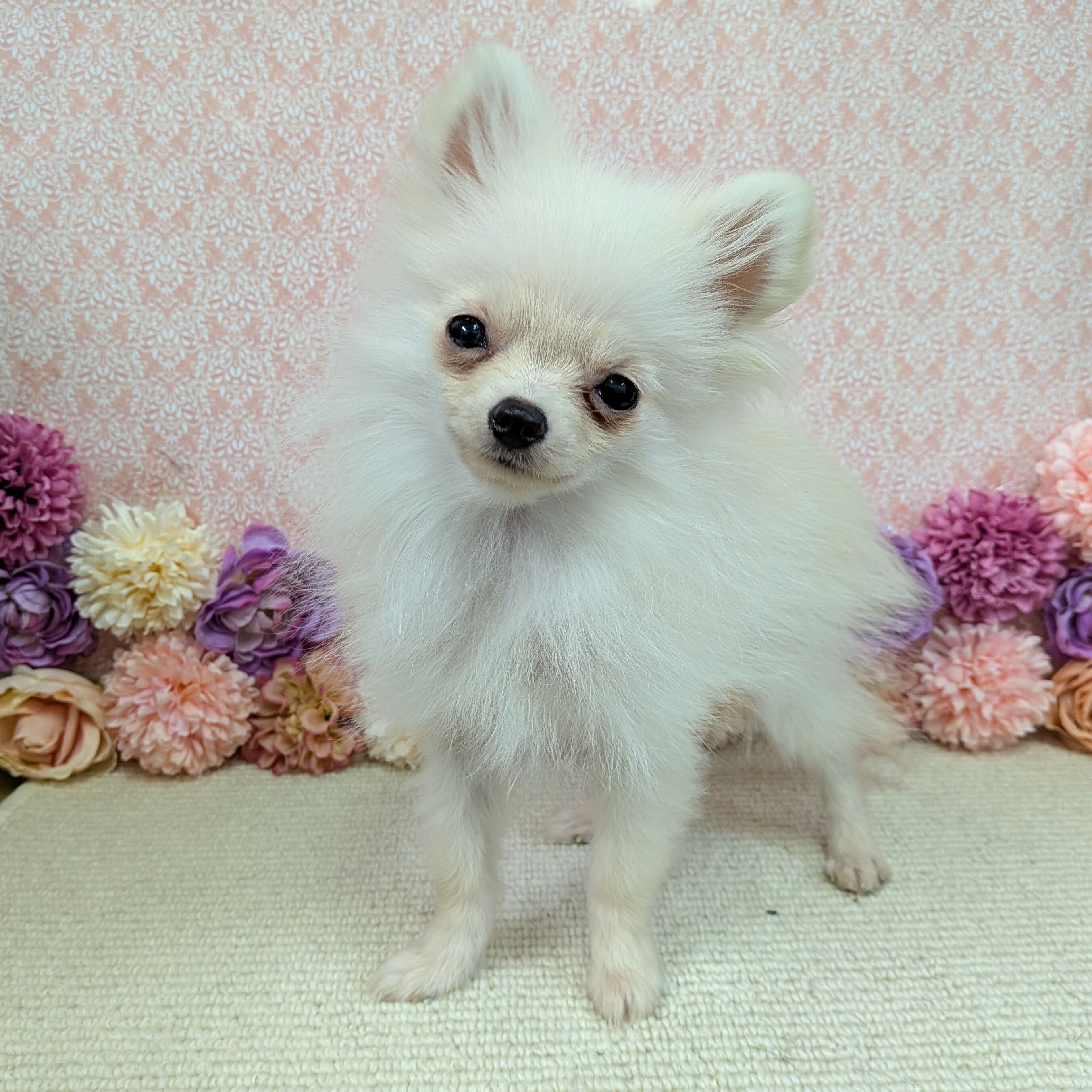 千葉県のポメラニアン (かねだい四街道店/2025年10月12日生まれ/男の子/クリーム)の子犬の4枚目の画像